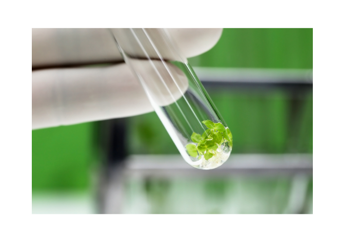 plant tissue culture