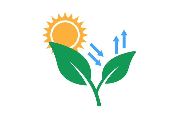photosynthesis and plant growth
