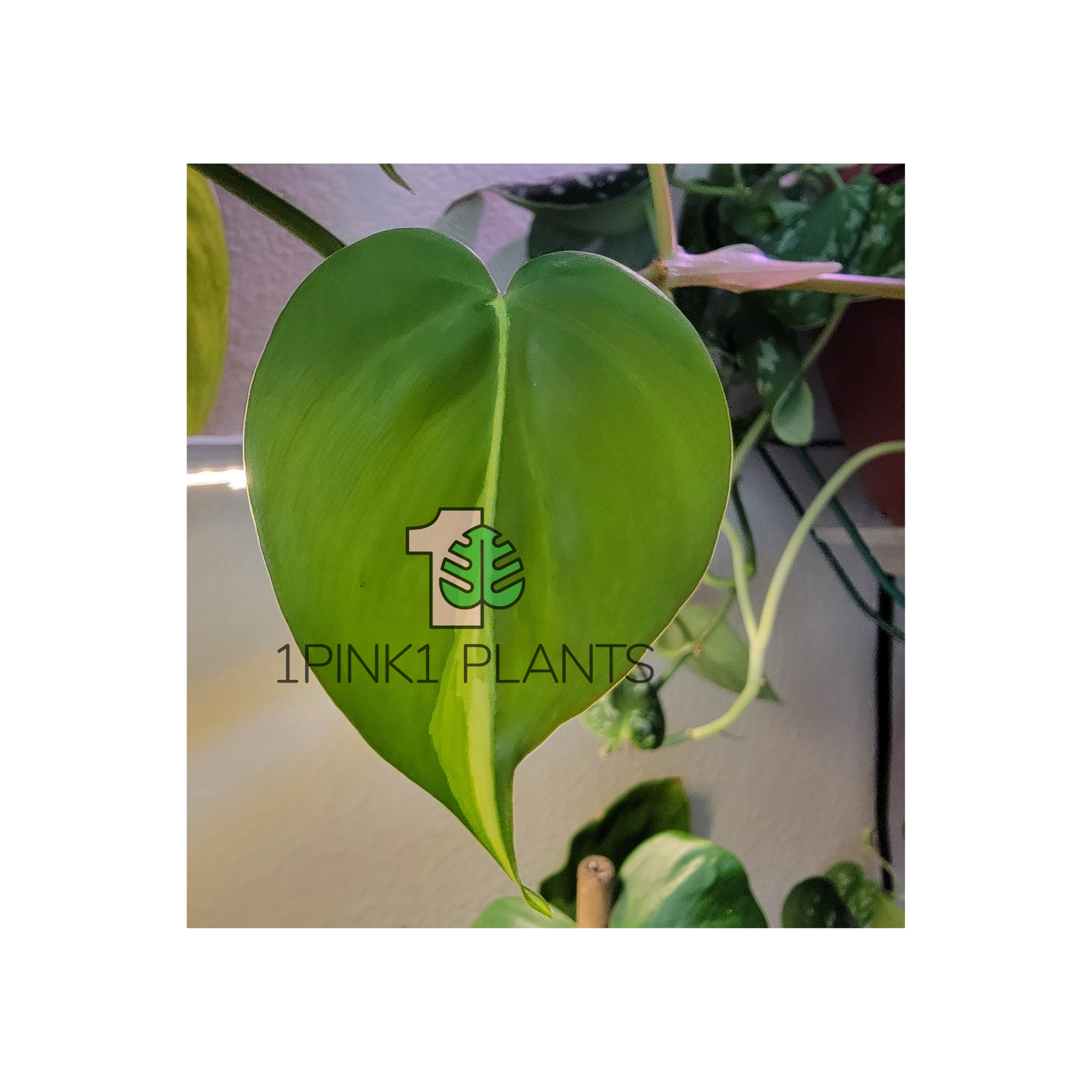 A heart-shaped leaf of a Philodendron cordatum plant with a light green and yellow variant streak in its center, against a blurred background.
