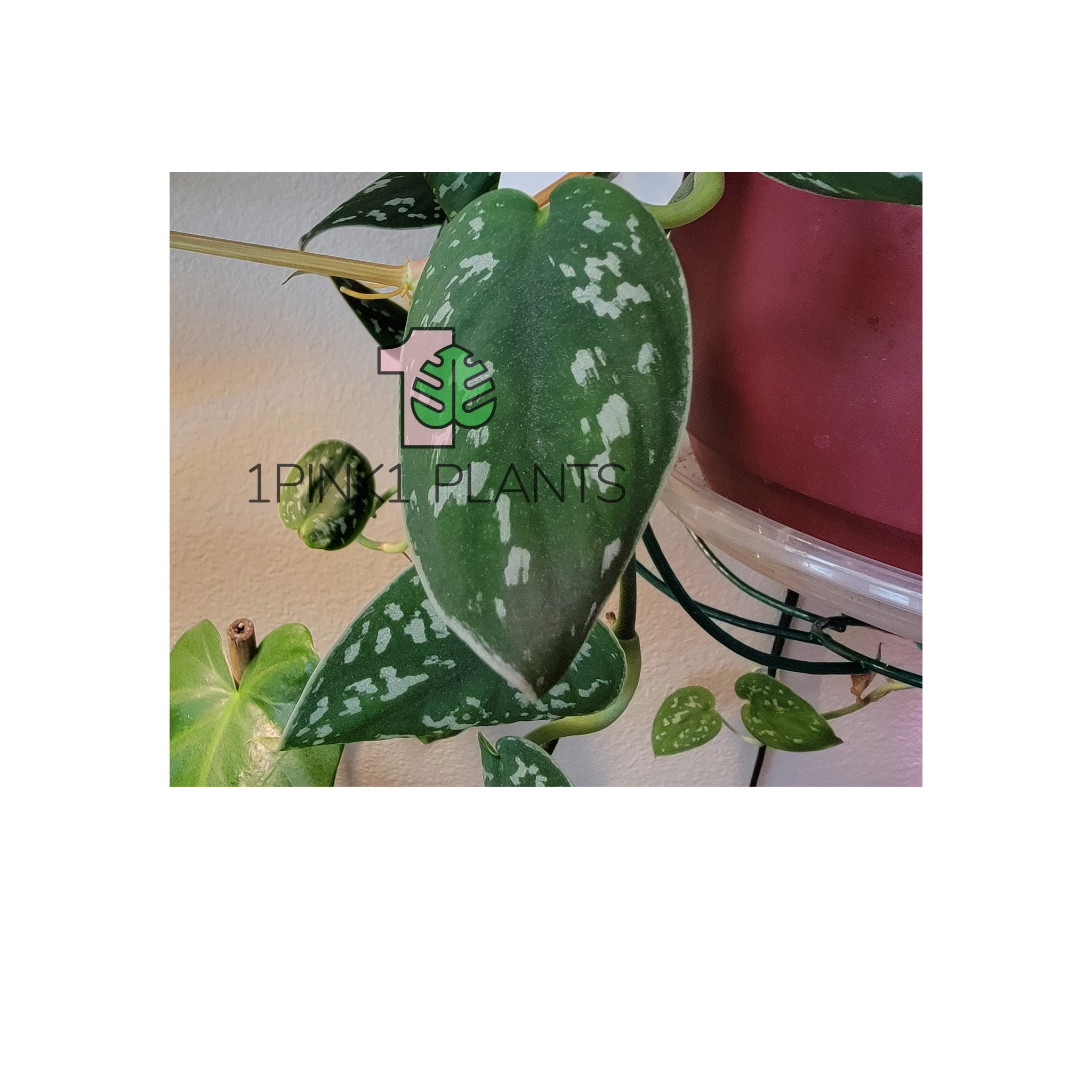 A potted Scindapsus pictus 'Argyraeus' plant with dark green leaves velvety with silver spots, placed on a windowsill.