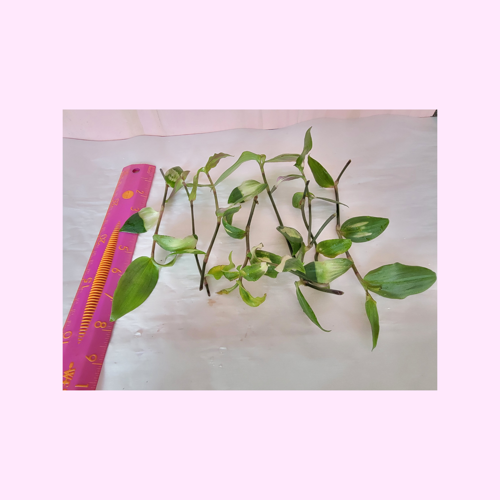 Green plant stems with leaves on a white background, next to a pink ruler for scale.