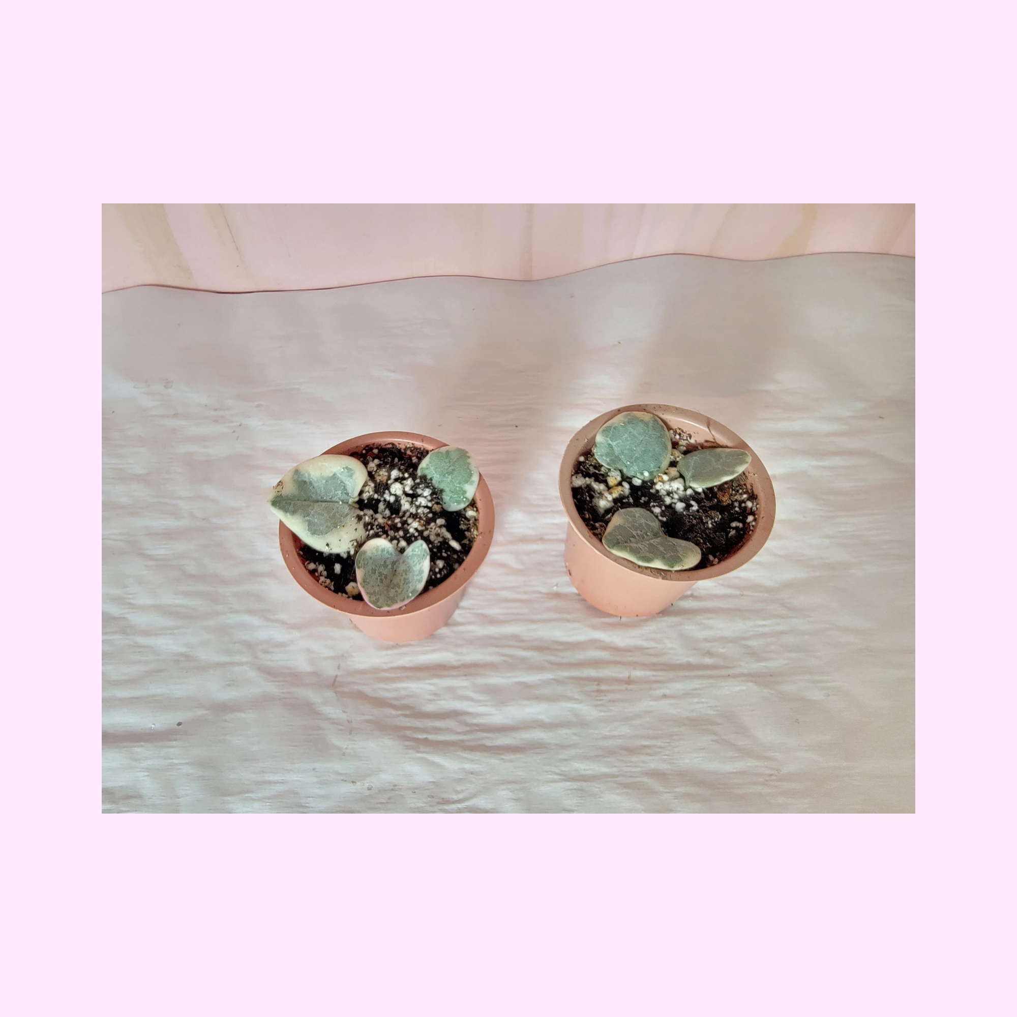 Two small ceropegia woodii potted plants on a textured surface with a pink border.