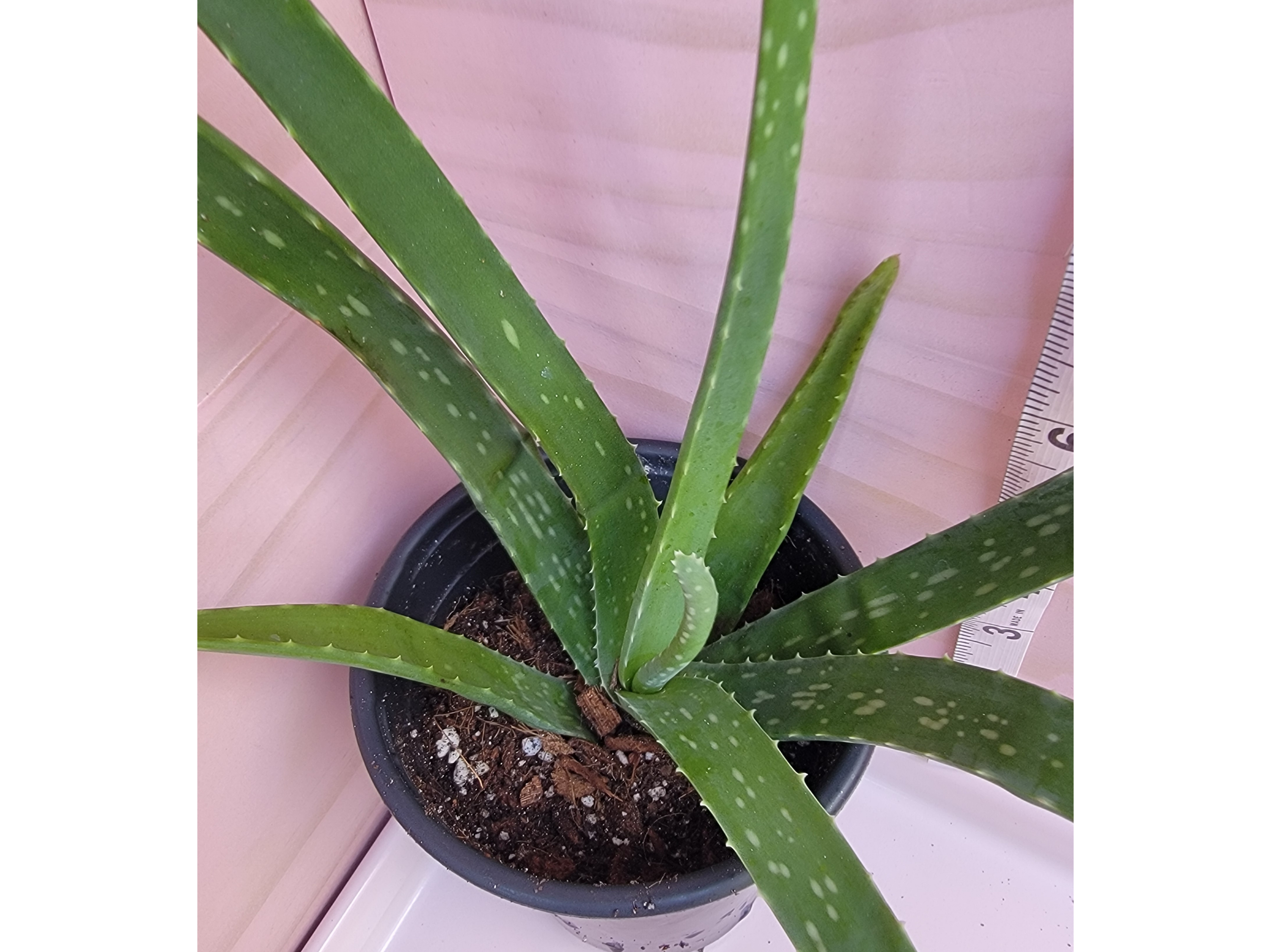 Aloe Vera Plant