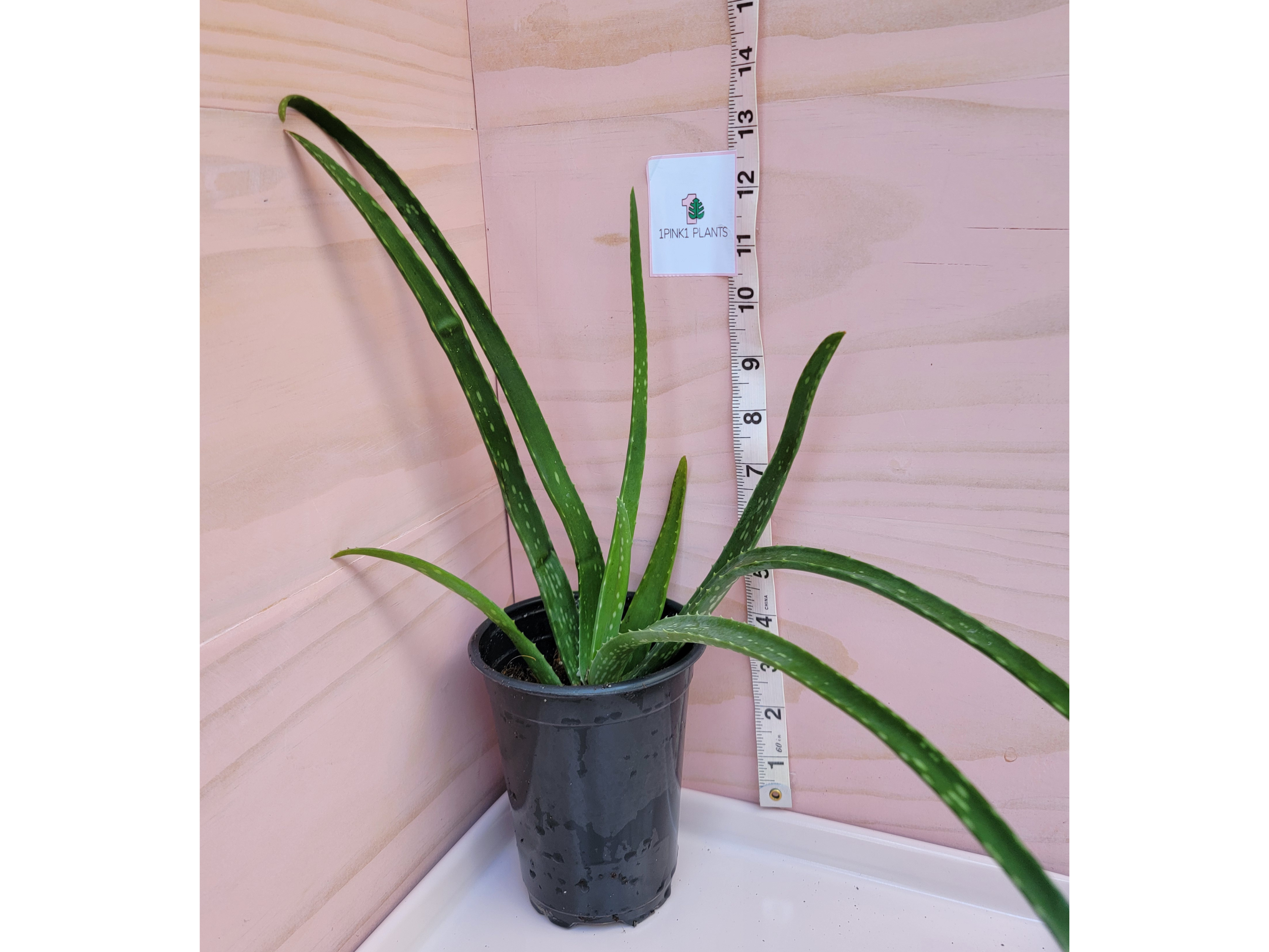 Aloe Vera Plant