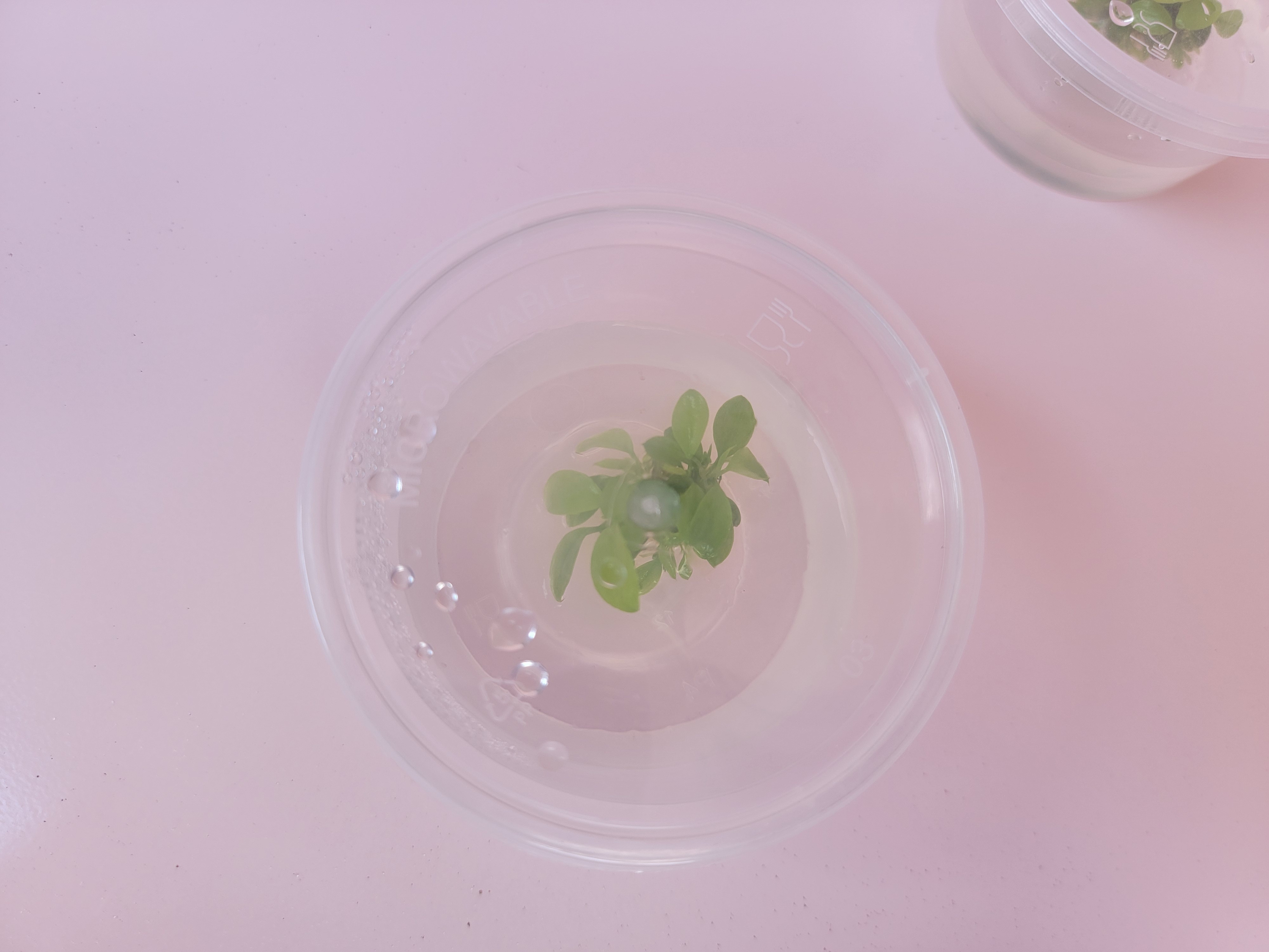 Anubias Tissue Culture