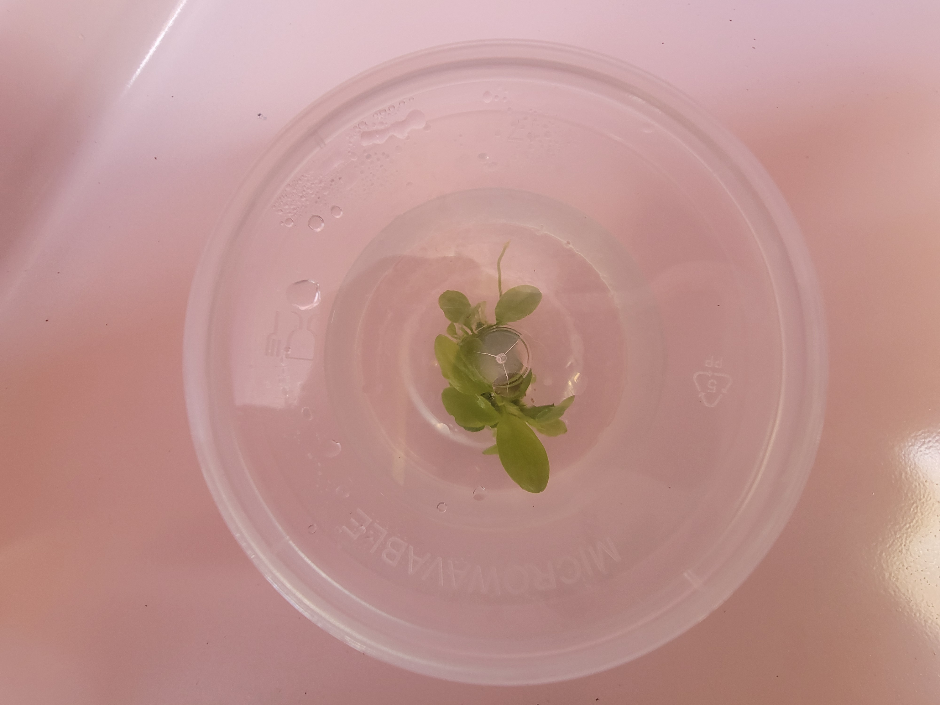 Anubias Tissue Culture