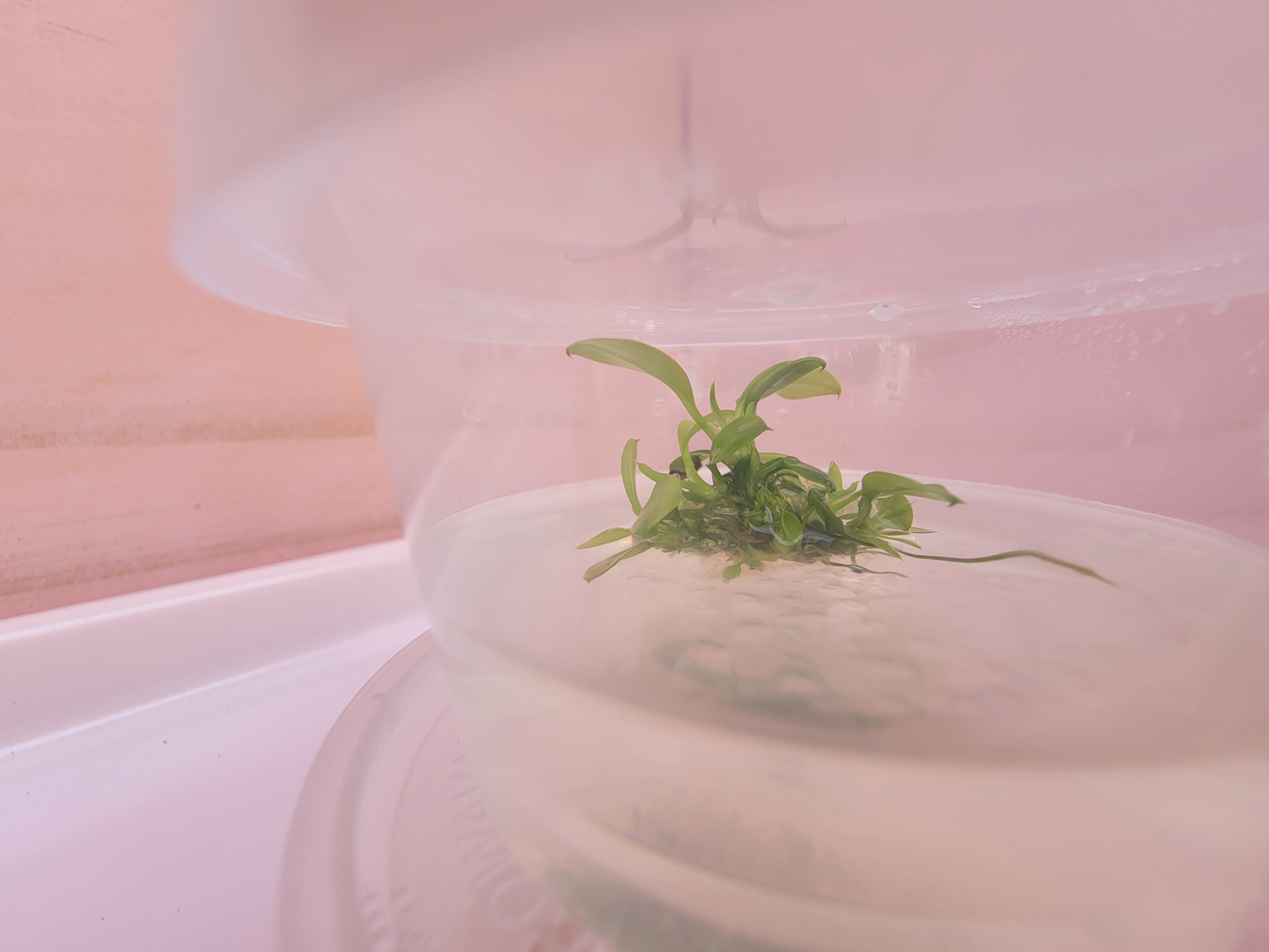 Anubias Tissue Culture