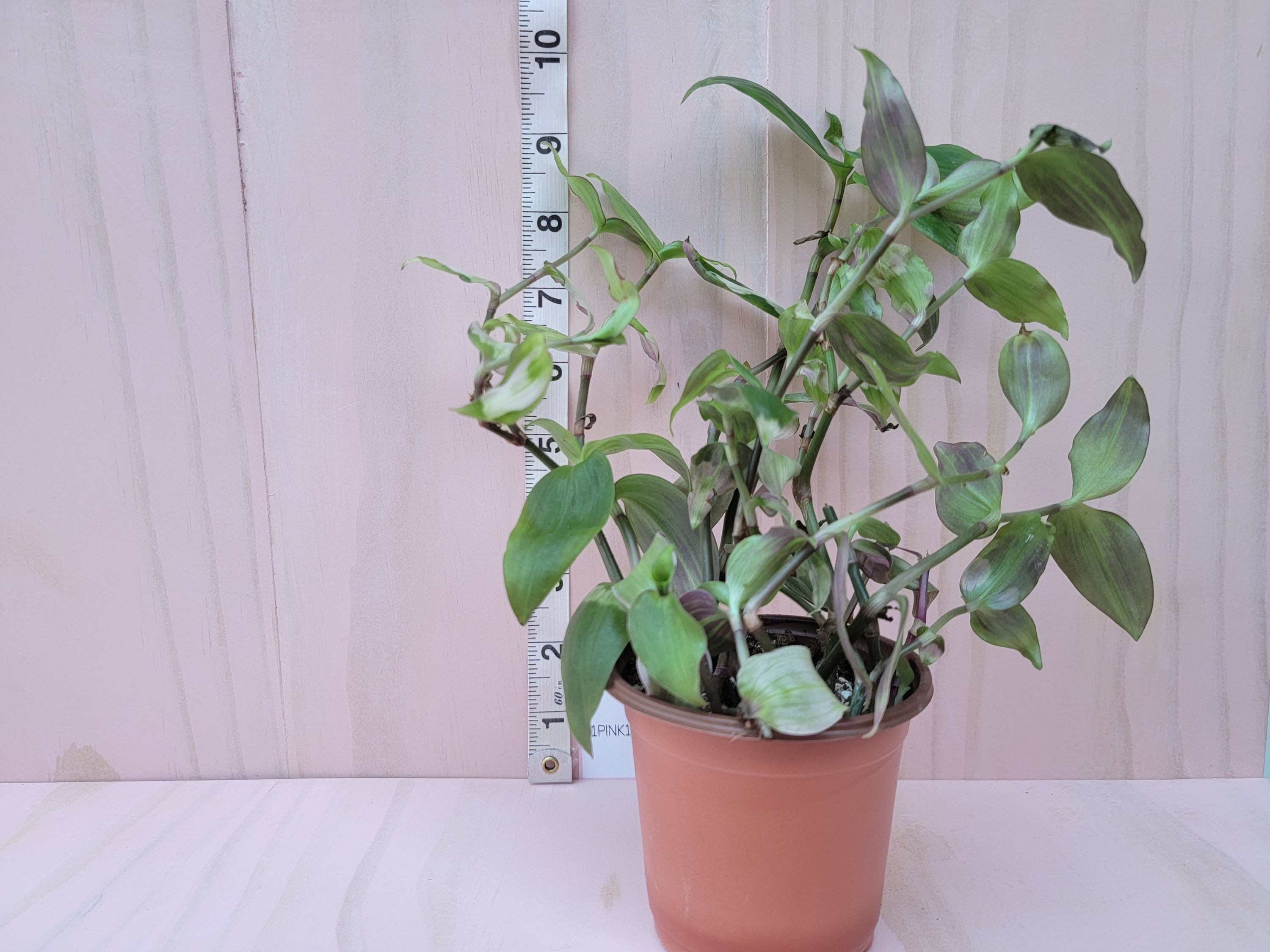 Blushing bride potted plant with a ruler for scale against a pink background