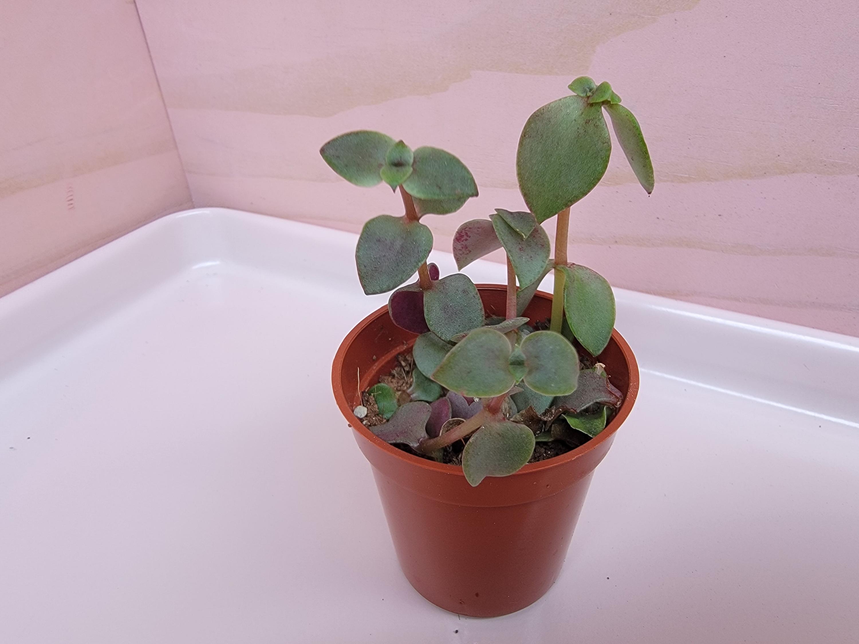 Calico Kitten - Crassula Marginalis Rubra Variegata Plant