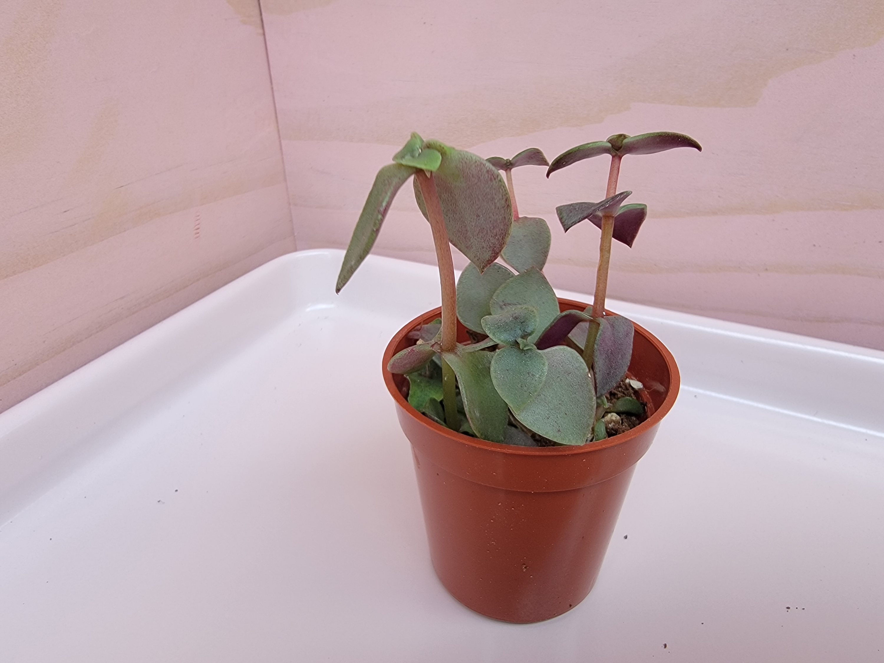 Calico Kitten - Crassula Marginalis Rubra Variegata Plant