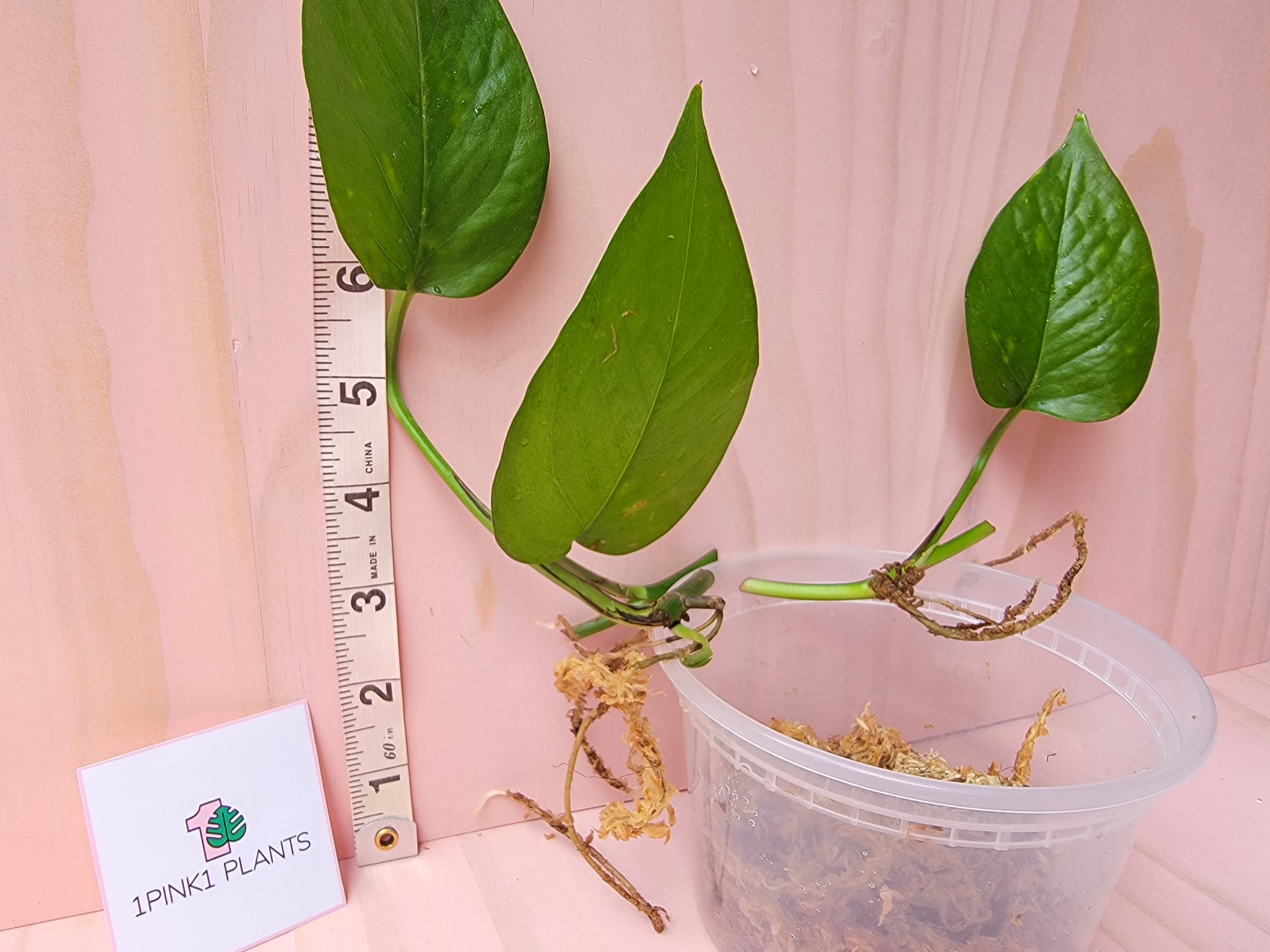 Green plant with roots in a container on a pink background, accompanied by a ruler for scale.