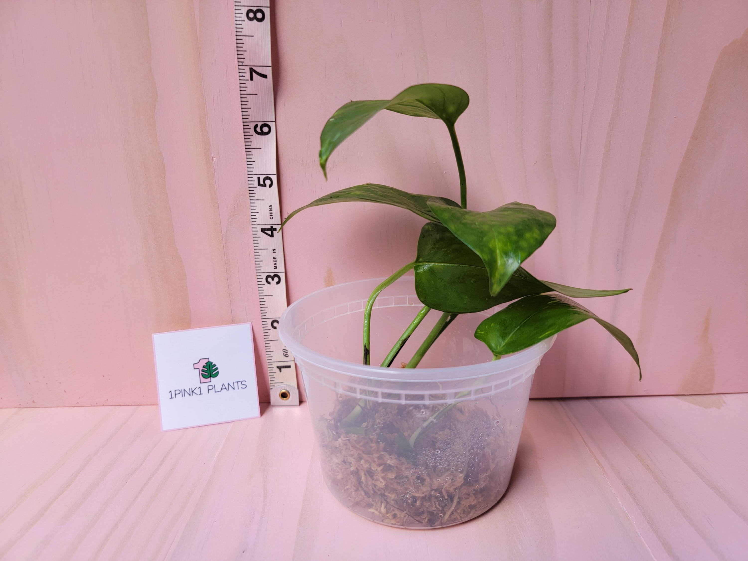 Potted plant with a ruler for scale on a pink background