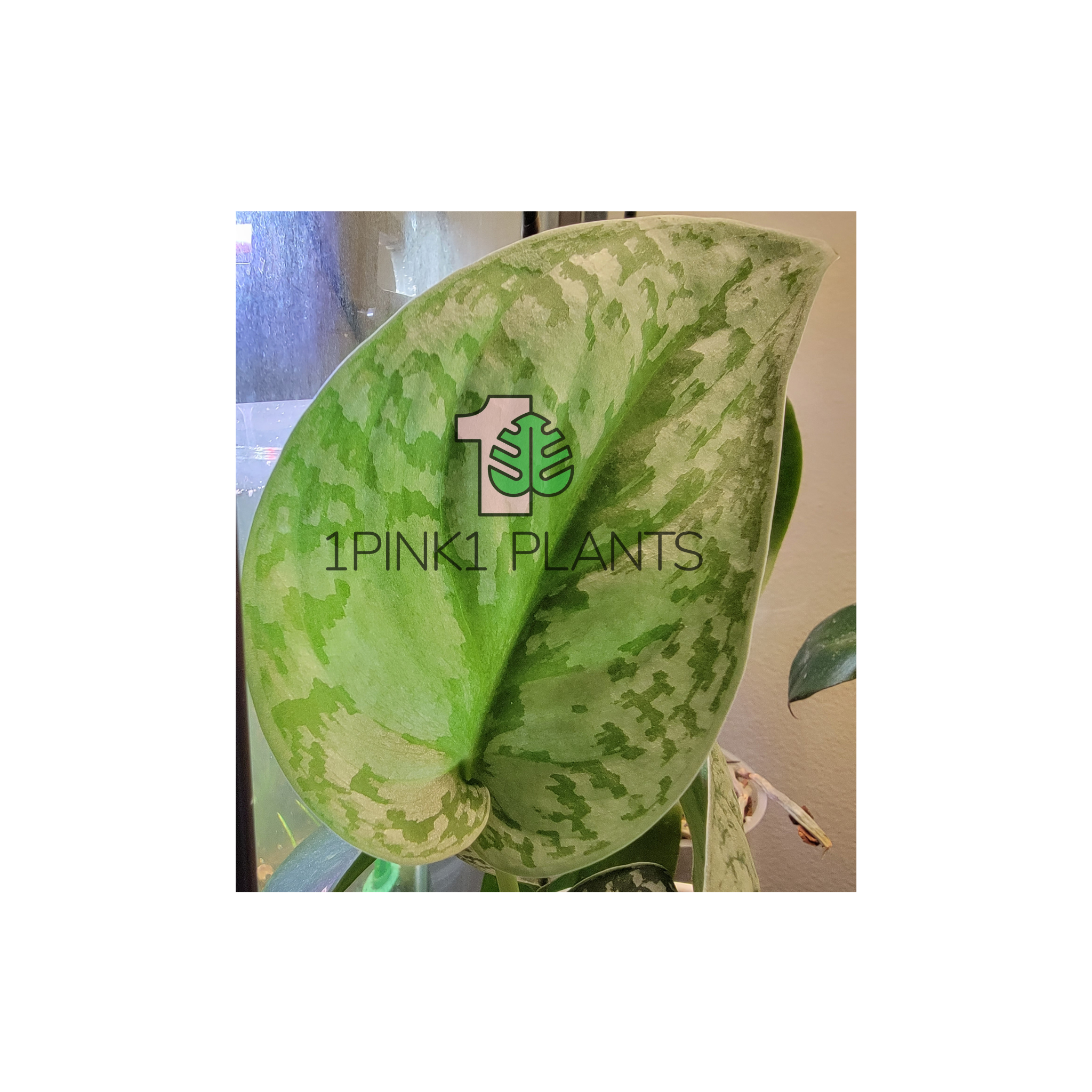 A heart-shaped leaf of a Scindapsus Pictus 'Exotica' plant with light green color and silvery splashes, displayed with the '1PINK1 PLANTS' logo.