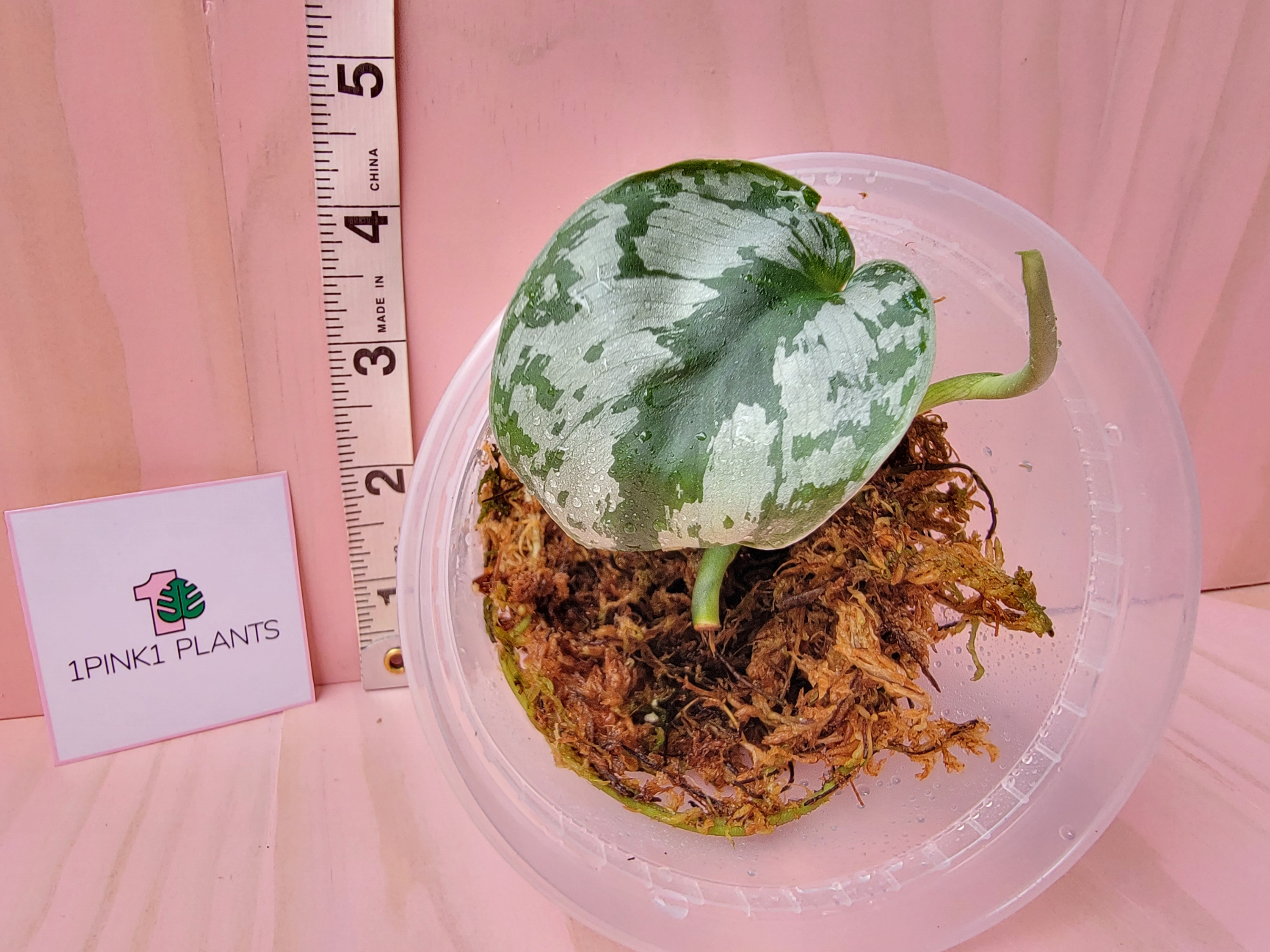 Small green scindapsus pictus exotica plant in a clear container on a pink background with a ruler and 1pink1 plants visible logo.