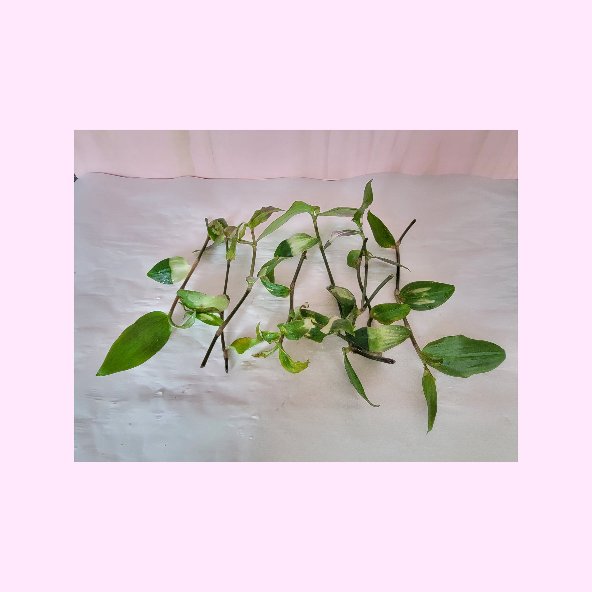 Small green plant cutting on a textured white surface with a pinkish background