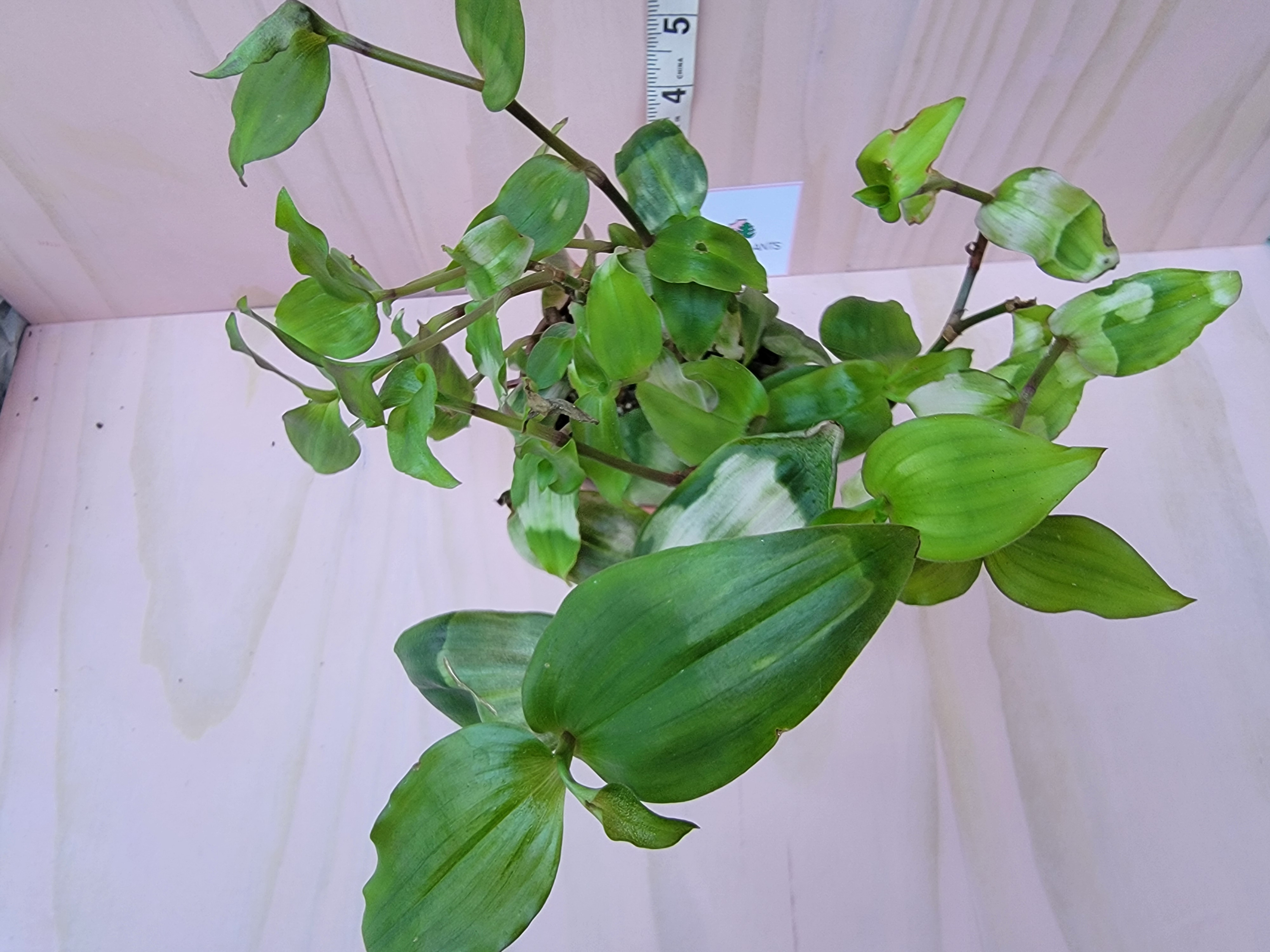 Green plant with a white background