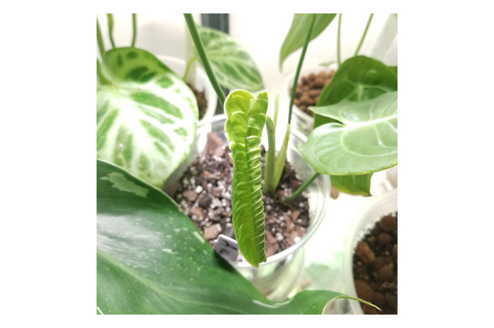 anthurium veitchii plant care