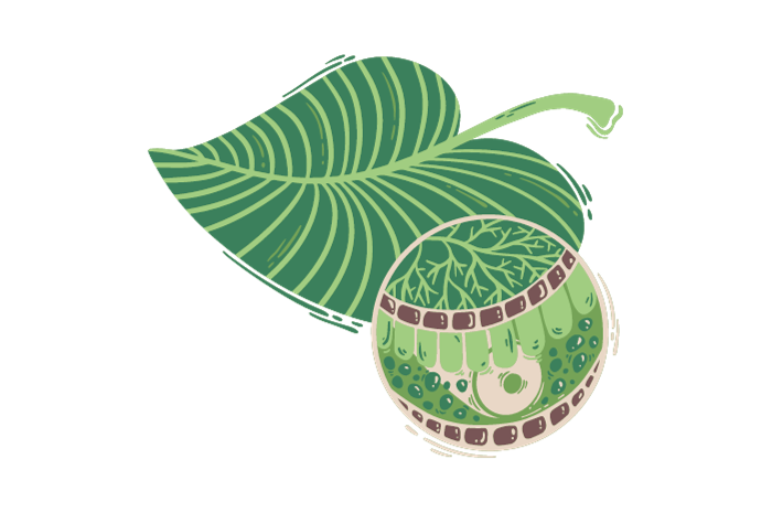 leaf growth