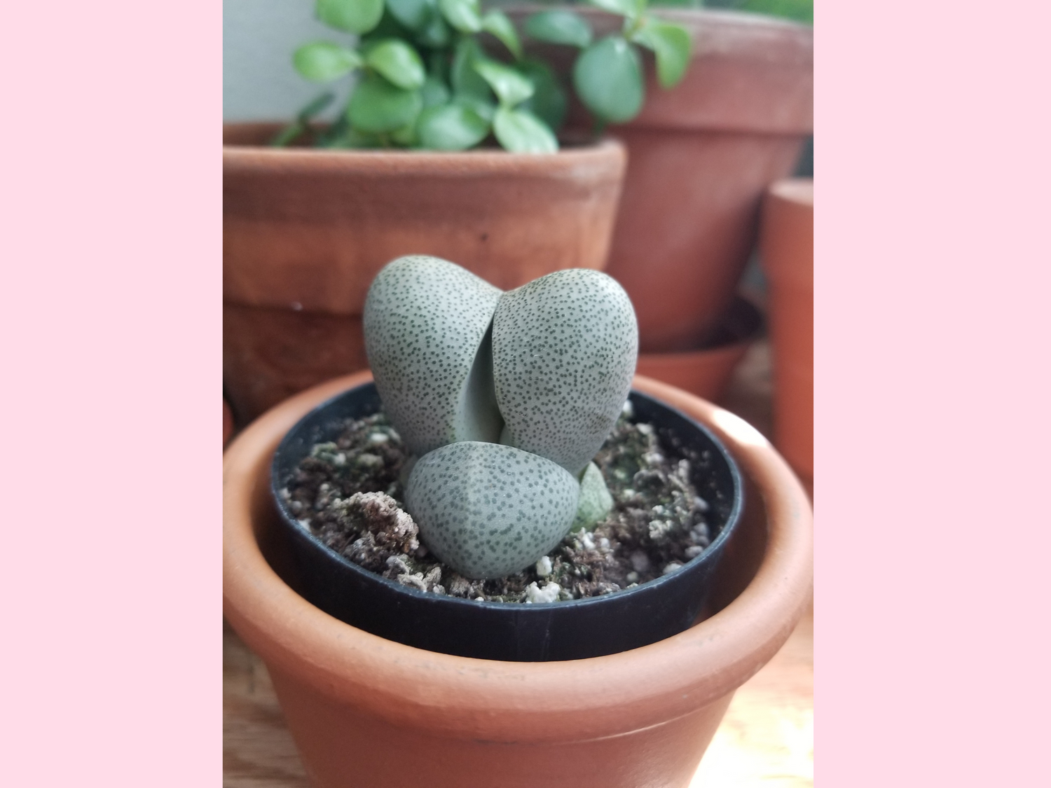 A plant in a pot.  The plant is called lithop.  It is also known as living stone plant.