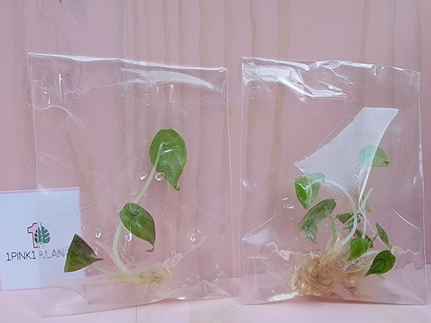 Two small bags with plants that have been grown in a jar with agar.  These are tissue culture plants for sale.