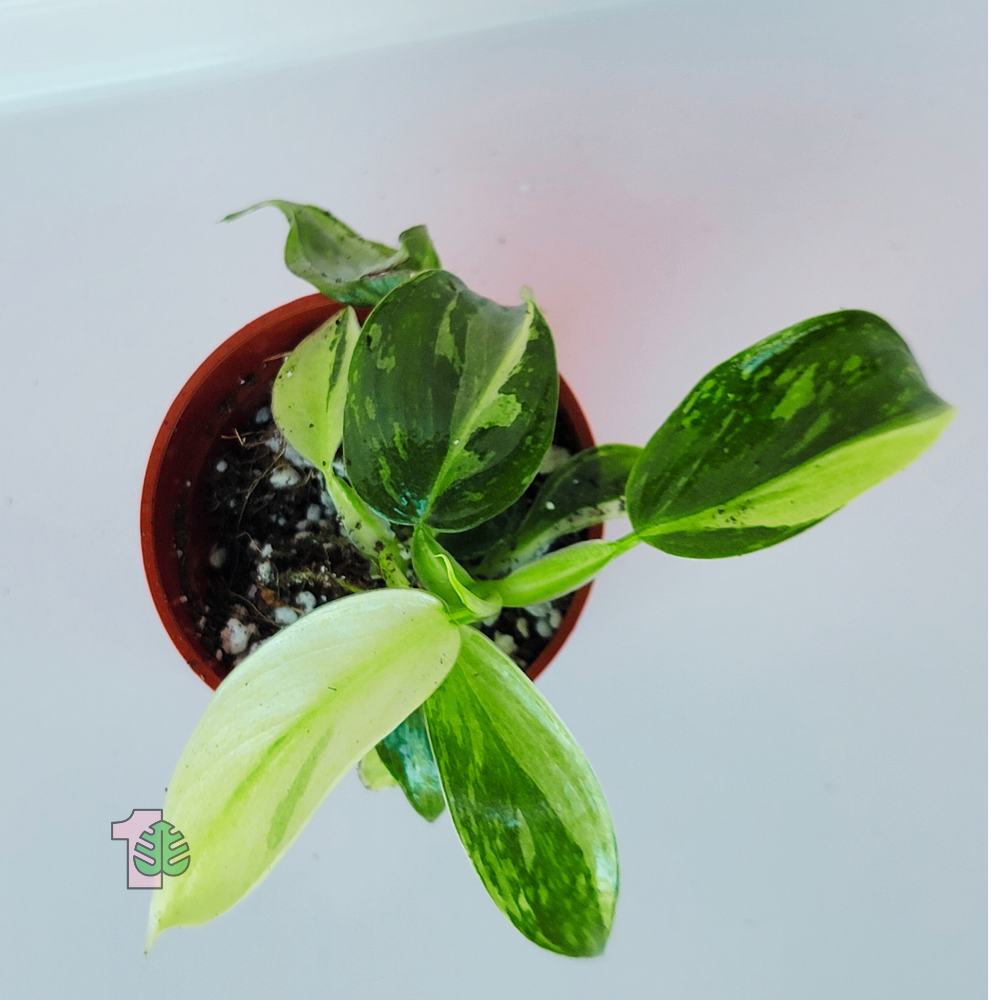 Philodendron - Jose Buono Starter Plant