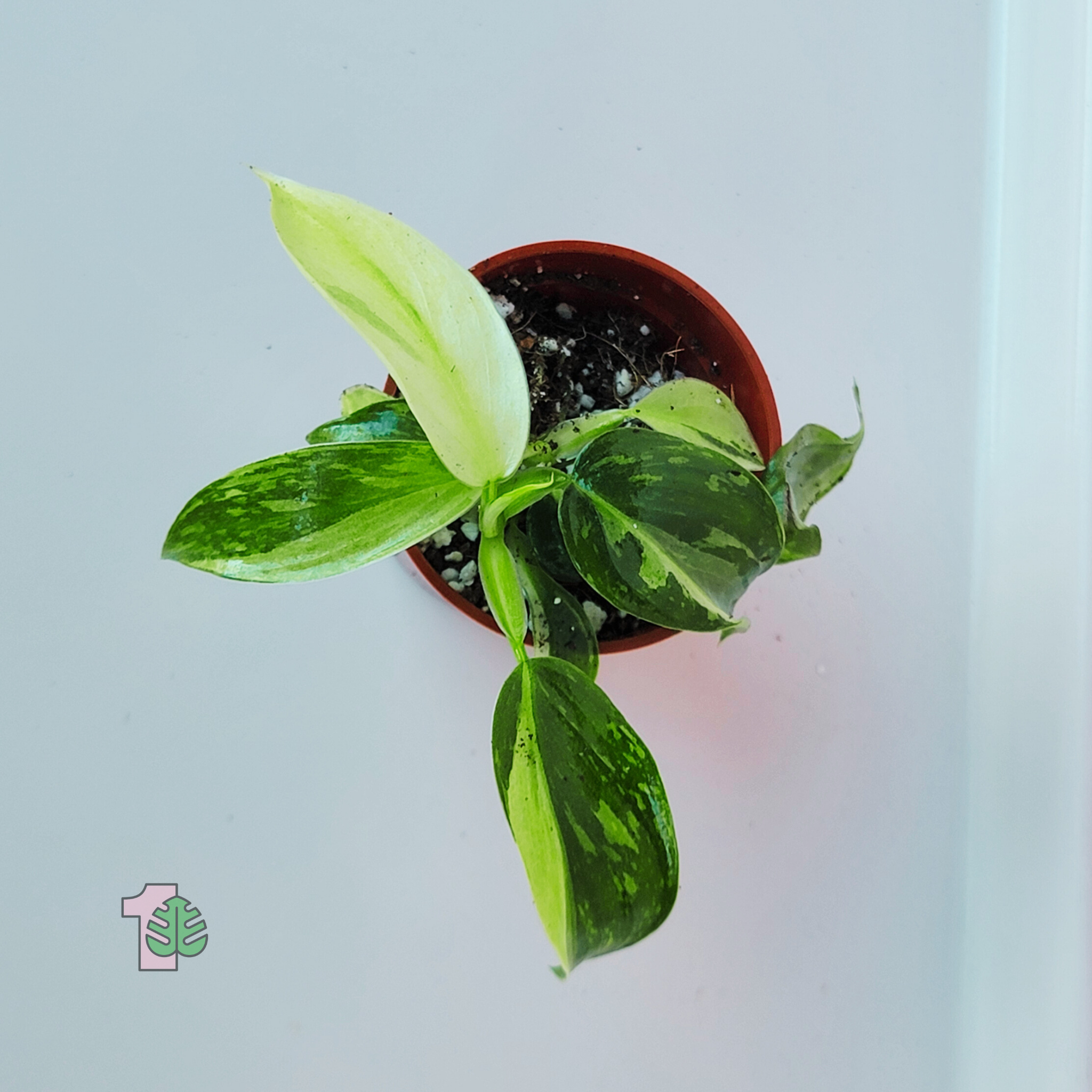 Philodendron - Jose Buono Starter Plant