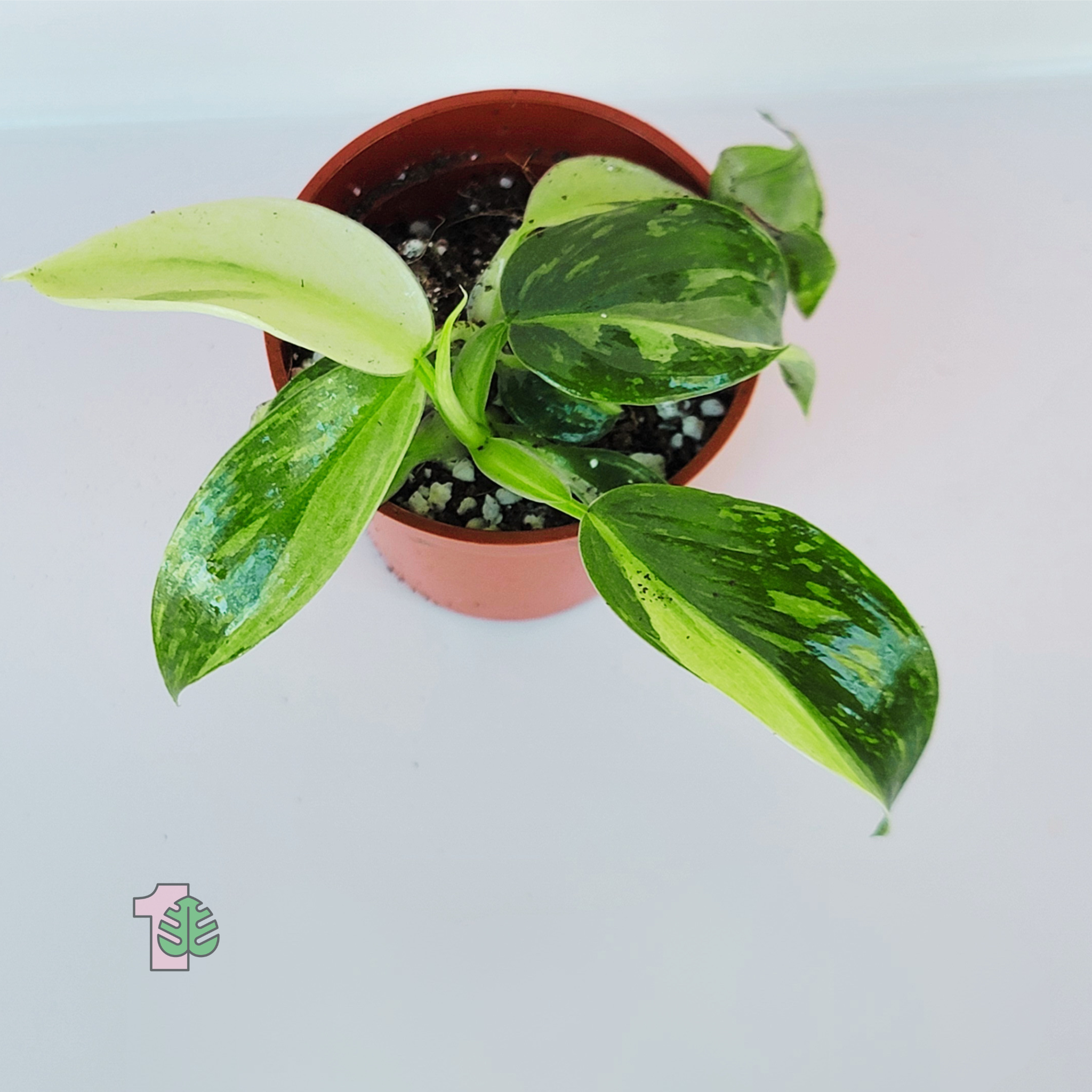 Philodendron - Jose Buono Starter Plant