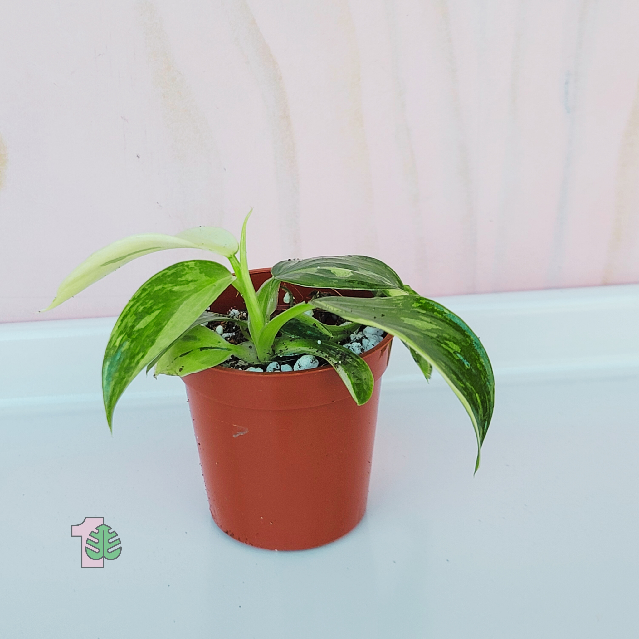 Philodendron - Jose Buono Starter Plant