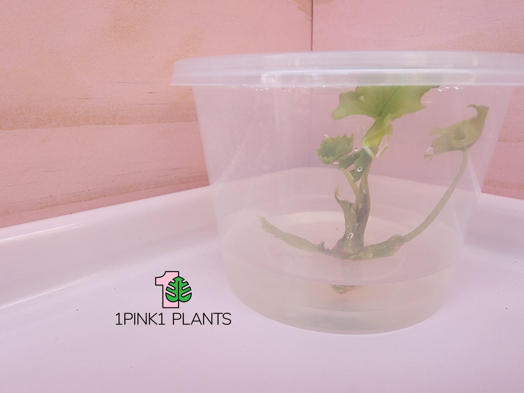 Alocasia Jacklyn Tissue Culture - "Alocasia tandurusa"