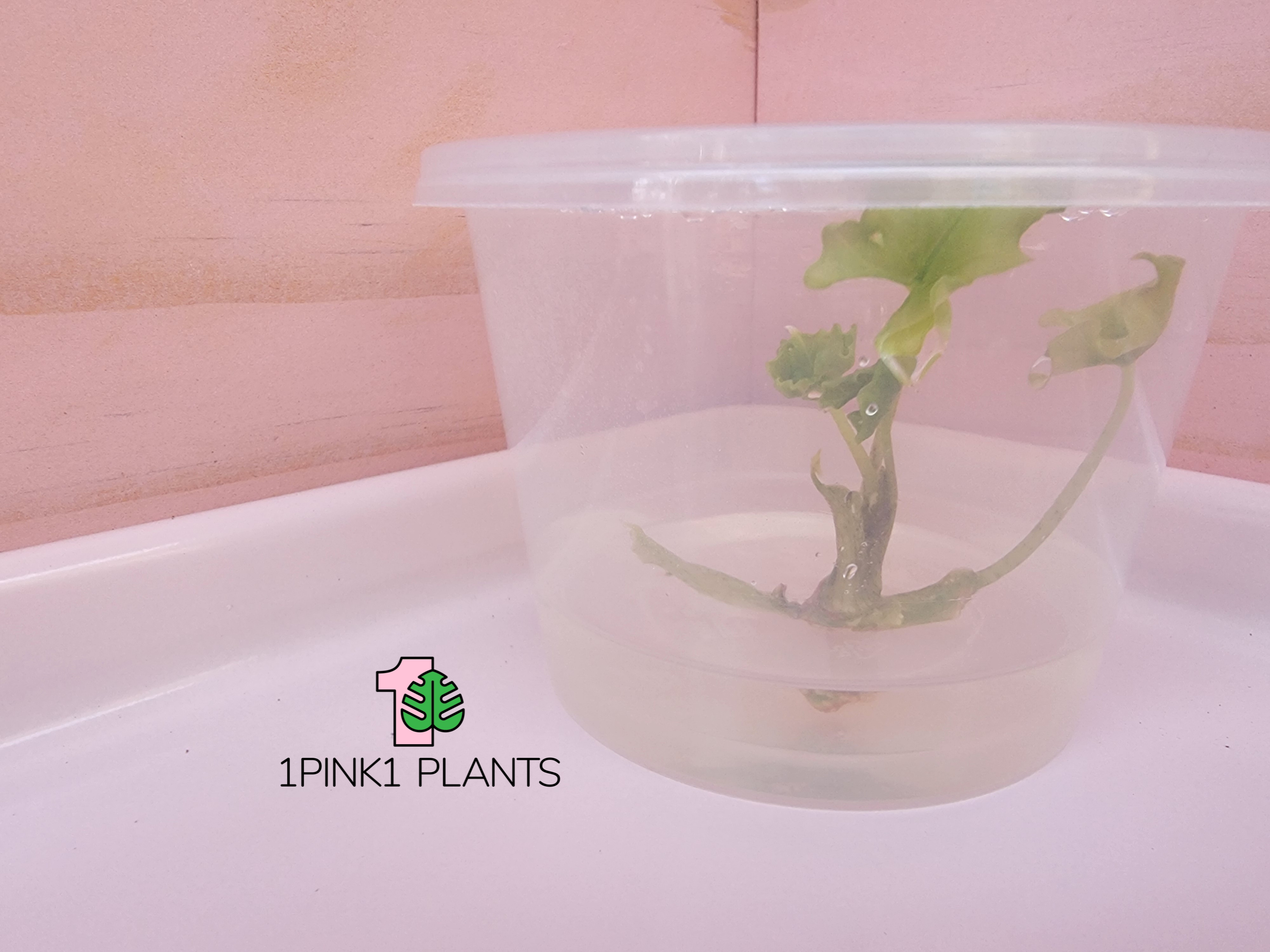 Alocasia Jacklyn Tissue Culture - "Alocasia tandurusa"