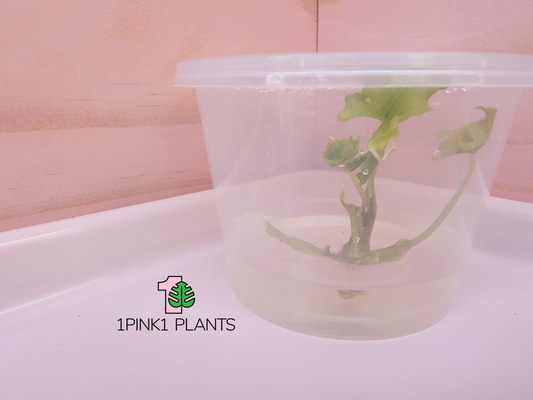 Alocasia Jacklyn Tissue Culture - "Alocasia tandurusa"