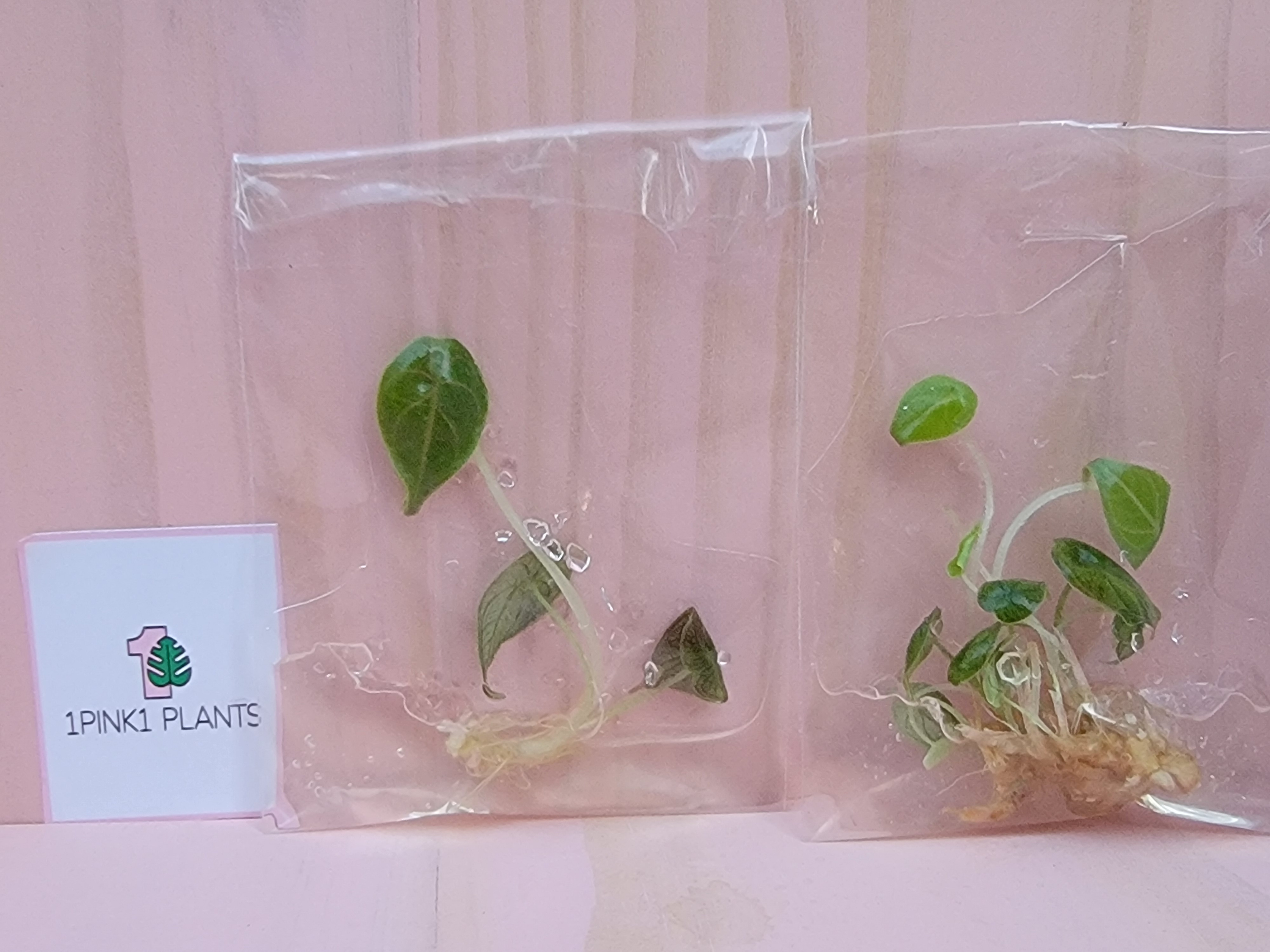 Clear plastic bag with green plants and a pink background