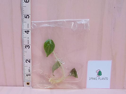 Small green plant in a clear plastic bag with a ruler for scale on a pink background, featuring the brand '1Pink Plants'.