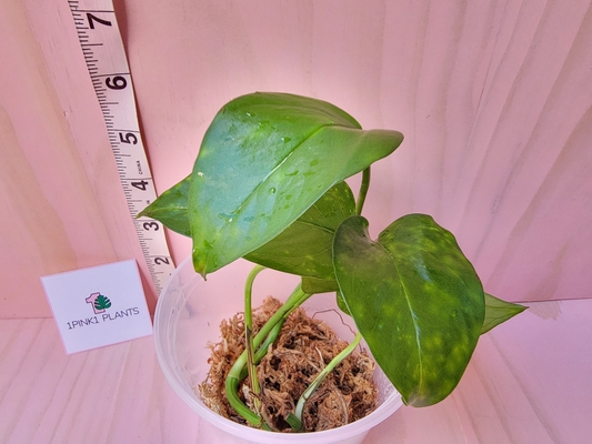 Small potted plant with a ruler for scale on a pink background