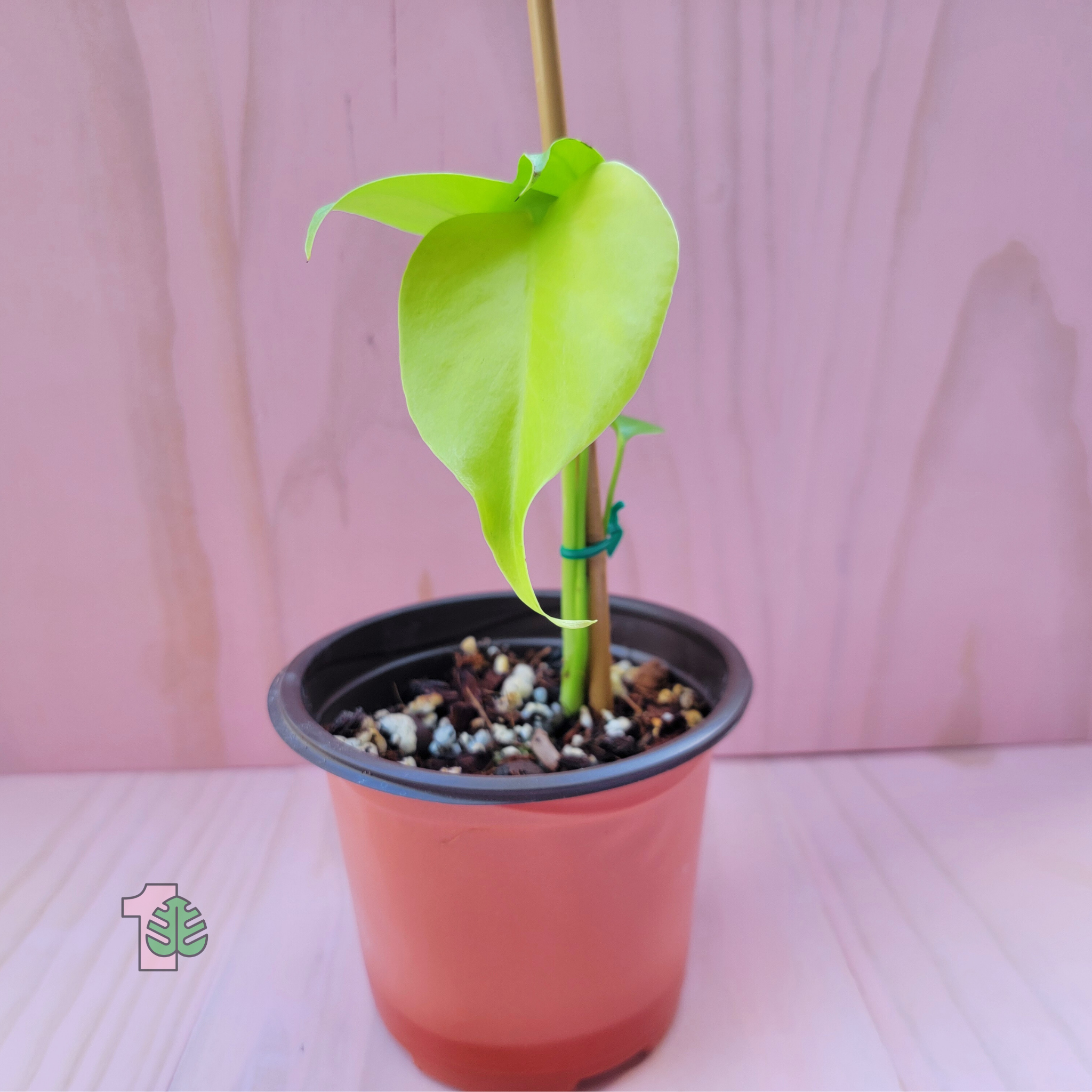 Small potted Monstera plant with green leaves in an orange pot on a pink background