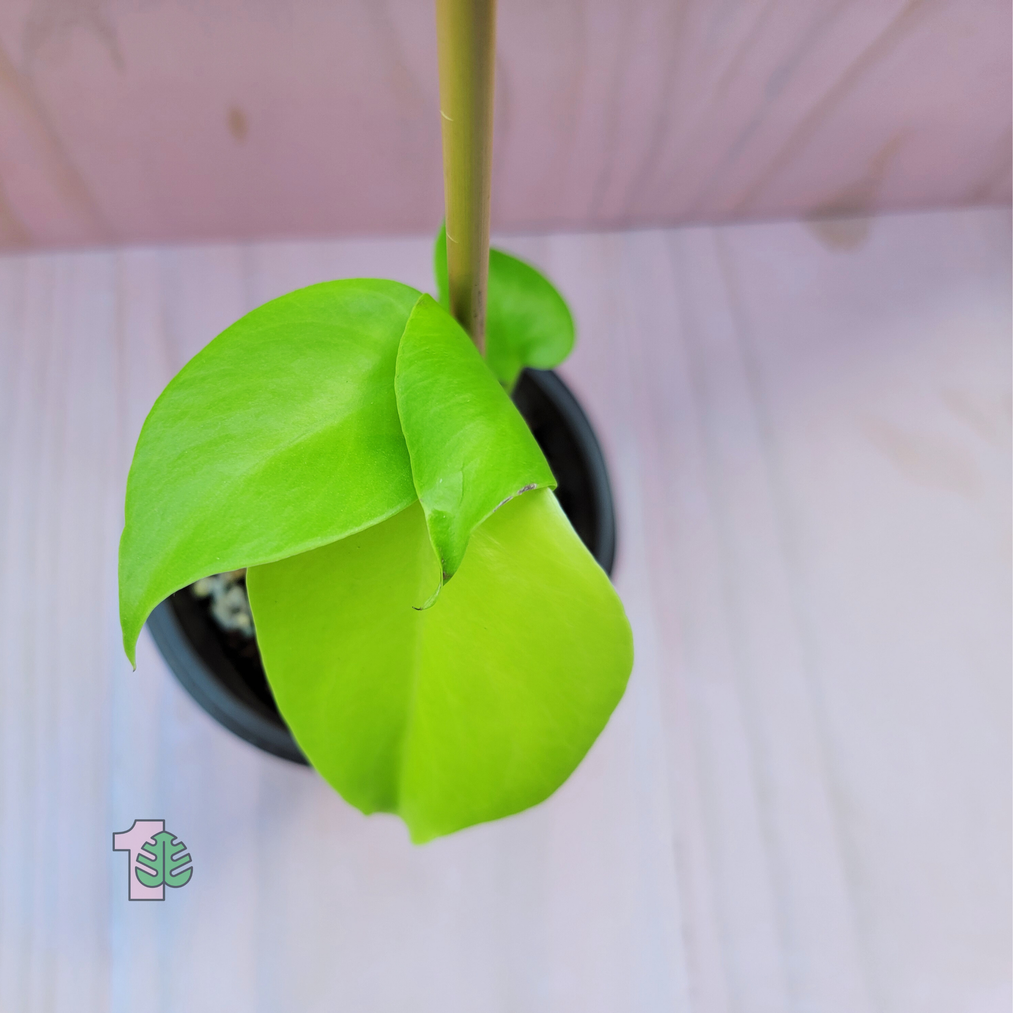Green lemon lime like leafy plant in a pot on a pink surface