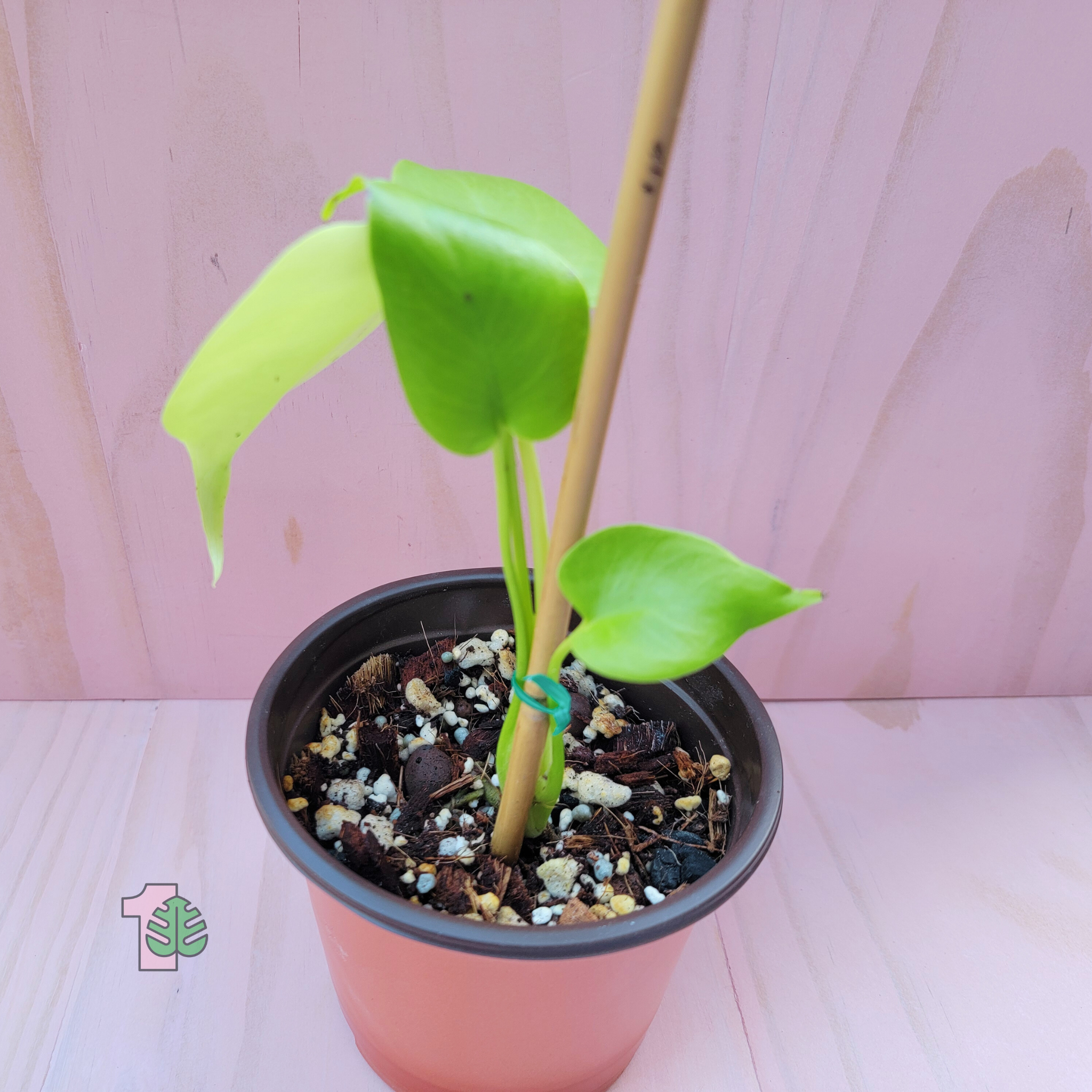 Picture of a tropical house plant in a lemon lime color and a pink background