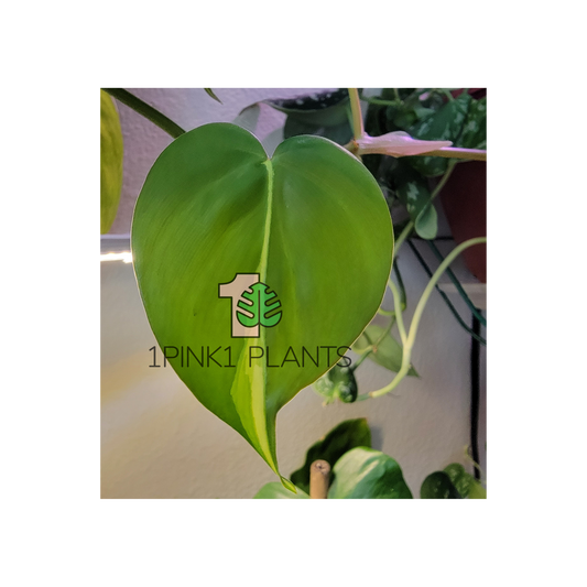 A heart-shaped leaf of a Philodendron cordatum plant with a light green and yellow variant streak in its center, against a blurred background.