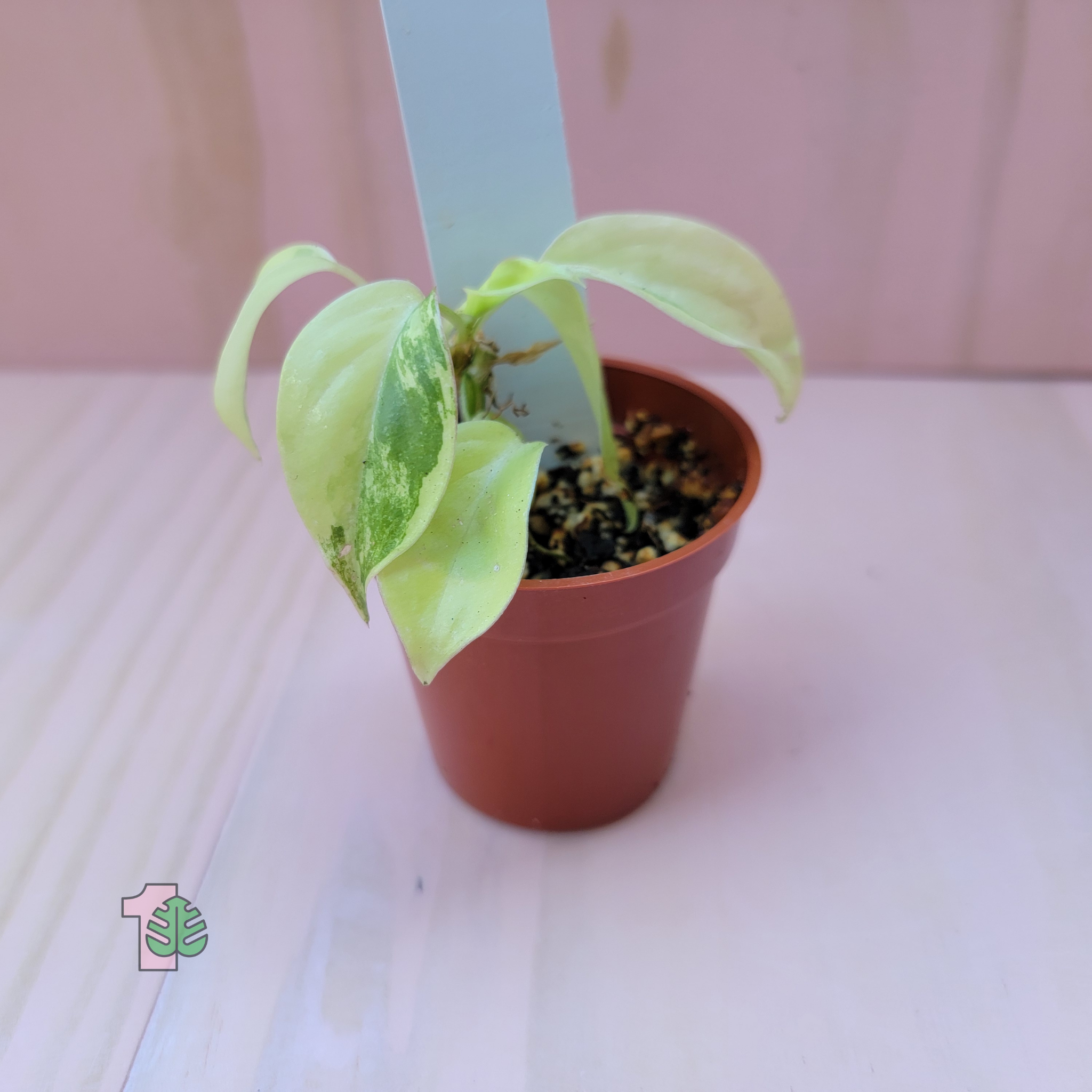 Philodendron burle marx variegated starter plant picture