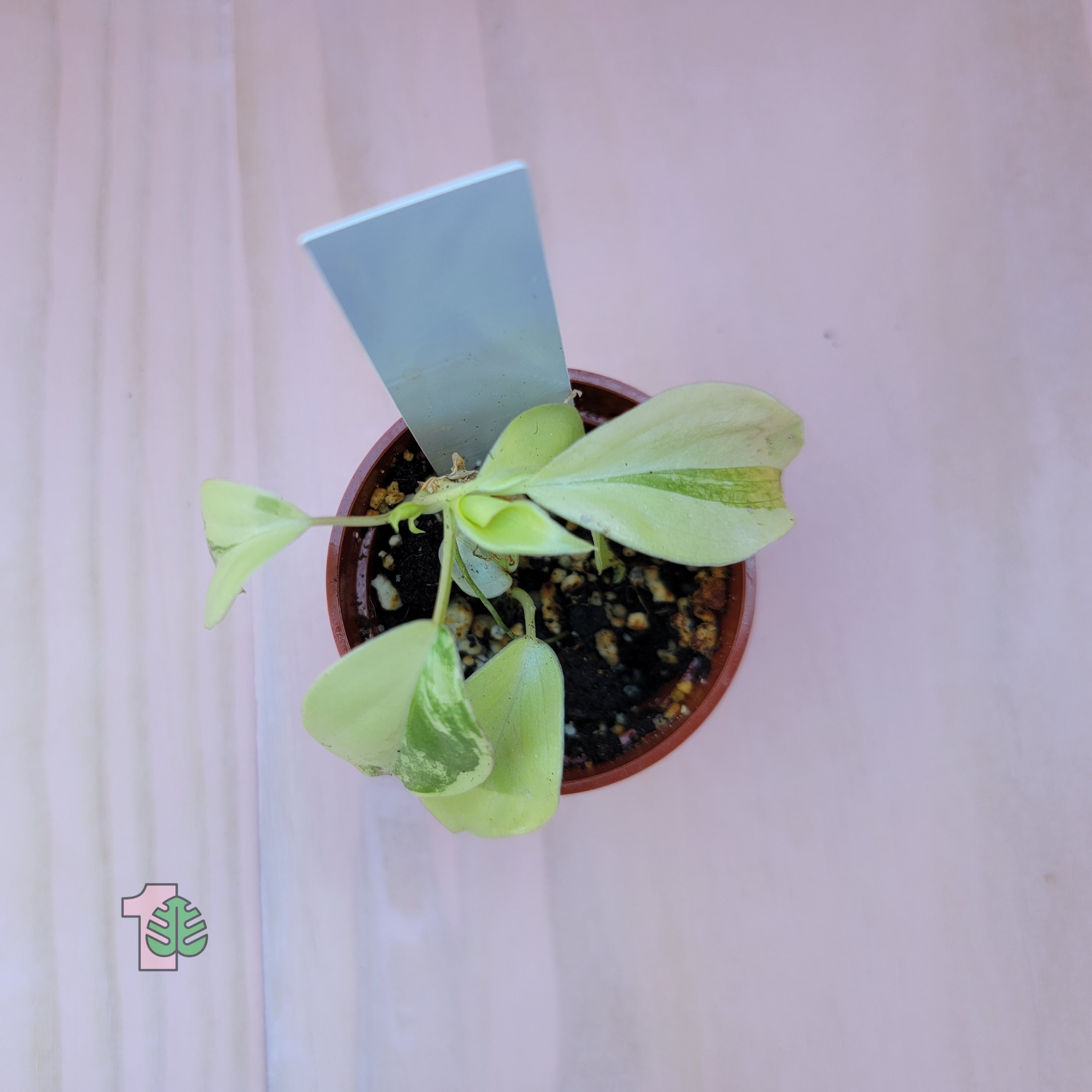 Small potted plant 'Philodendron burle marx variegated'