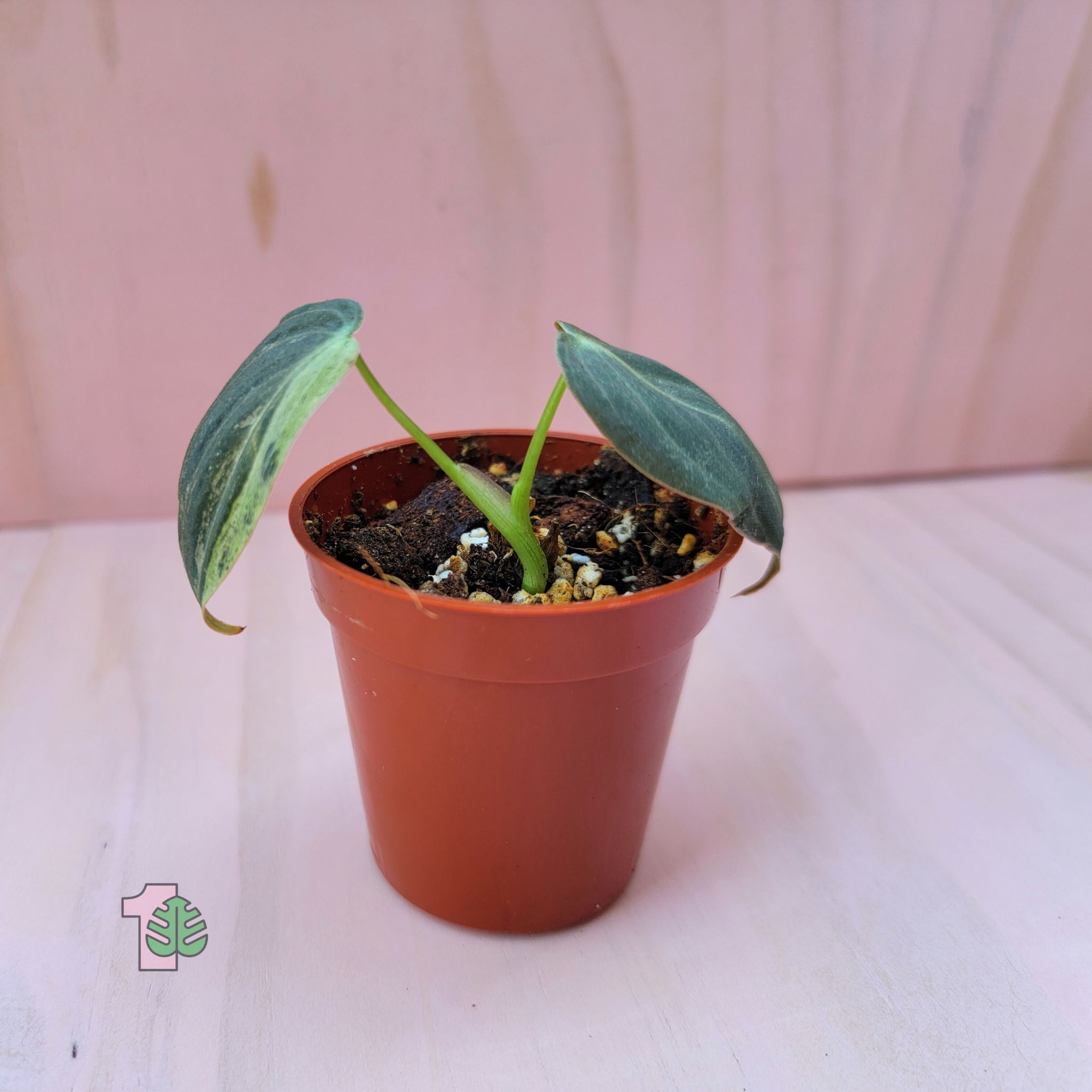 Philodendron melanochrysum variegated potted plant picture