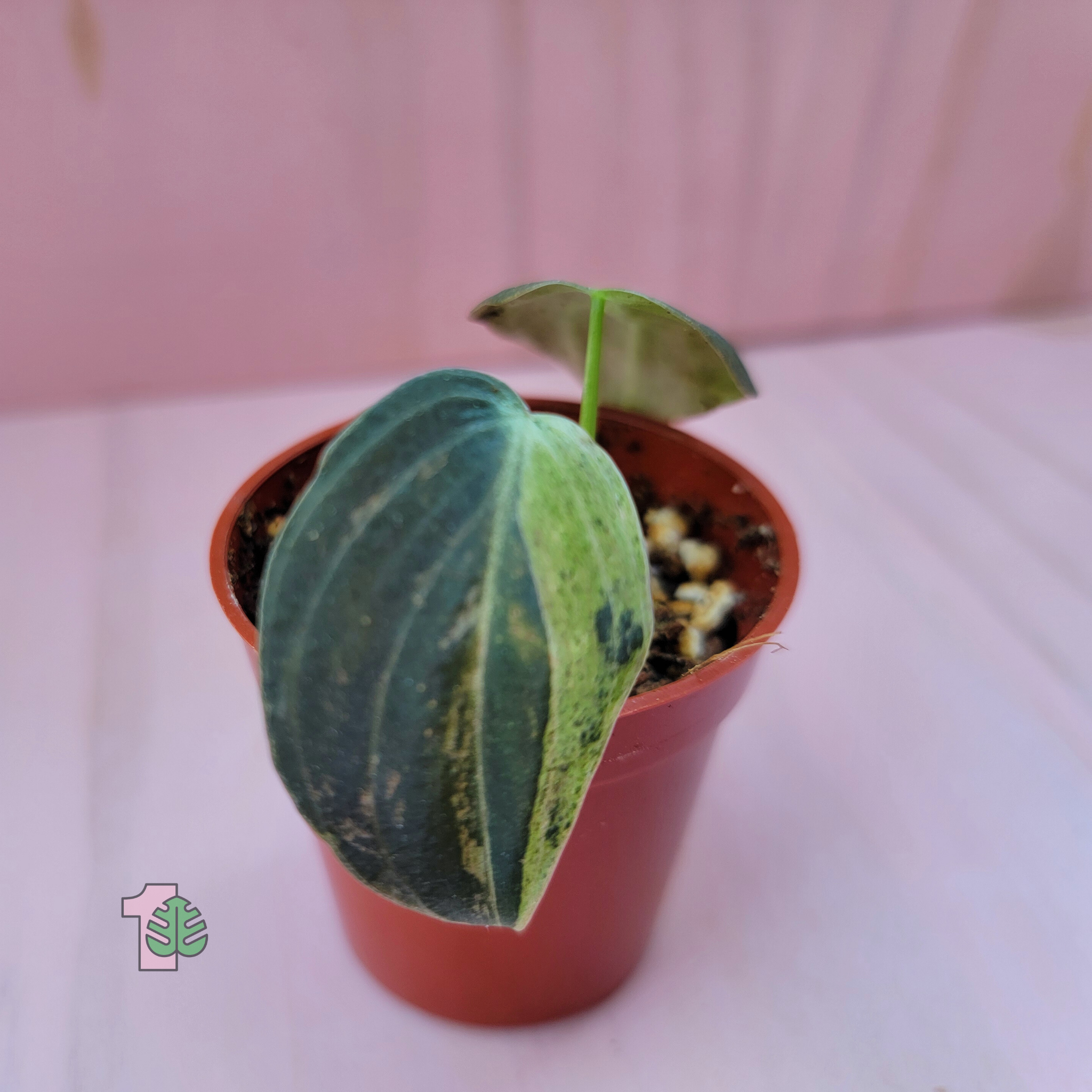 Potted house plant with variegated leaves 