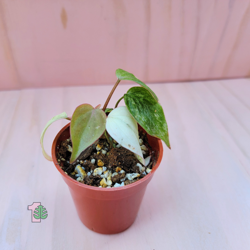 picture of a potted house plant called philodendron micans with variegated velvety, heart-shaped leaves 