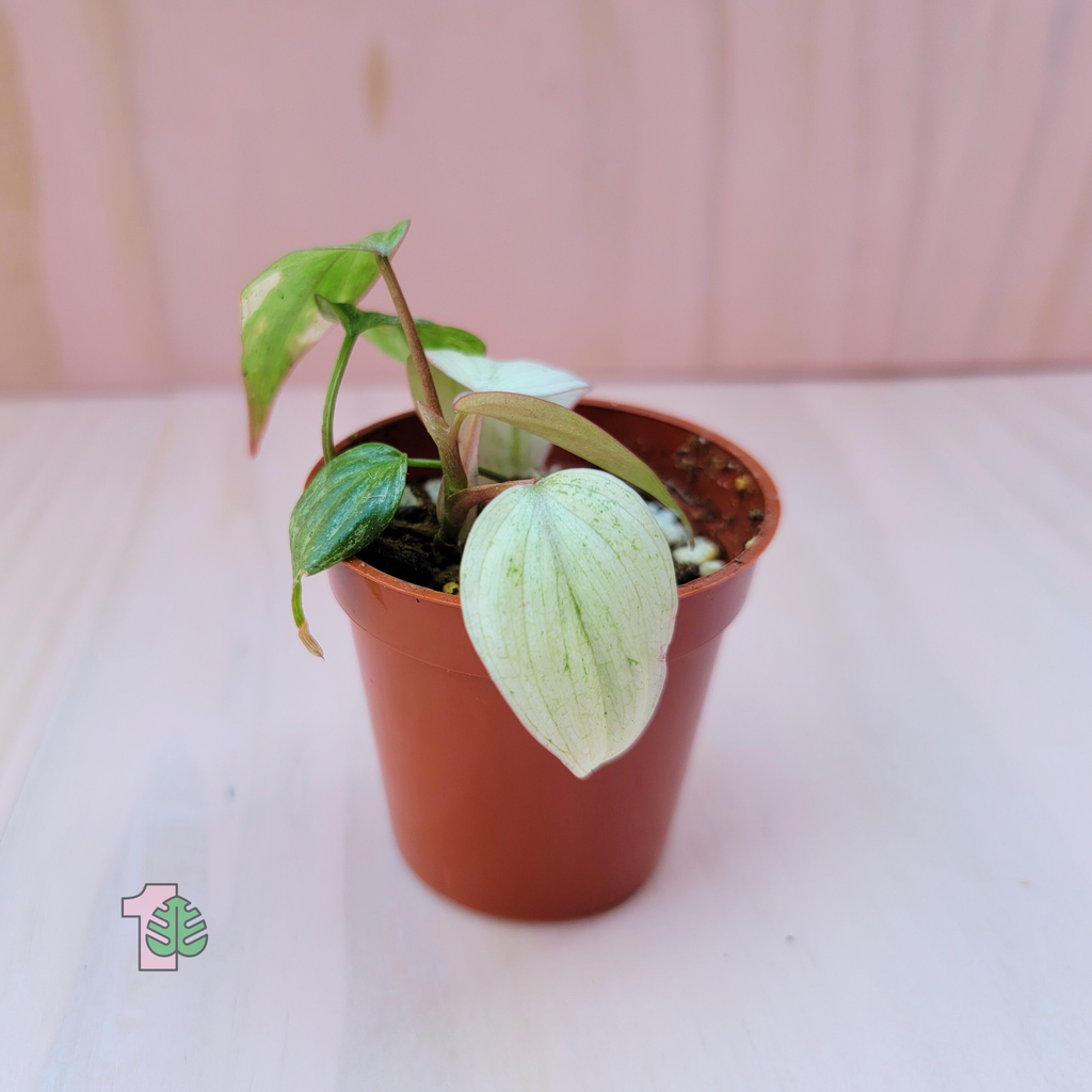A potted tropical plant called philodendron micans with variegated velvety, heart-shaped leaves.