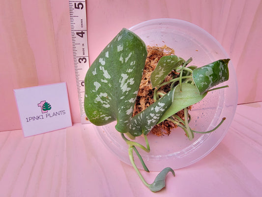 Small potted plant called Scindapsus pictus 'Argyraeus' with a pink background and a ruler for scale.