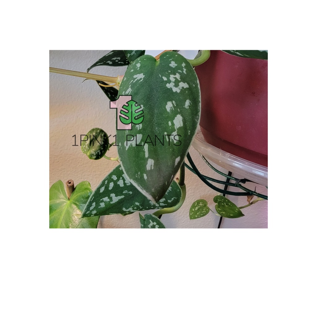 A potted Scindapsus pictus 'Argyraeus' plant with dark green leaves velvety with silver spots, placed on a windowsill.