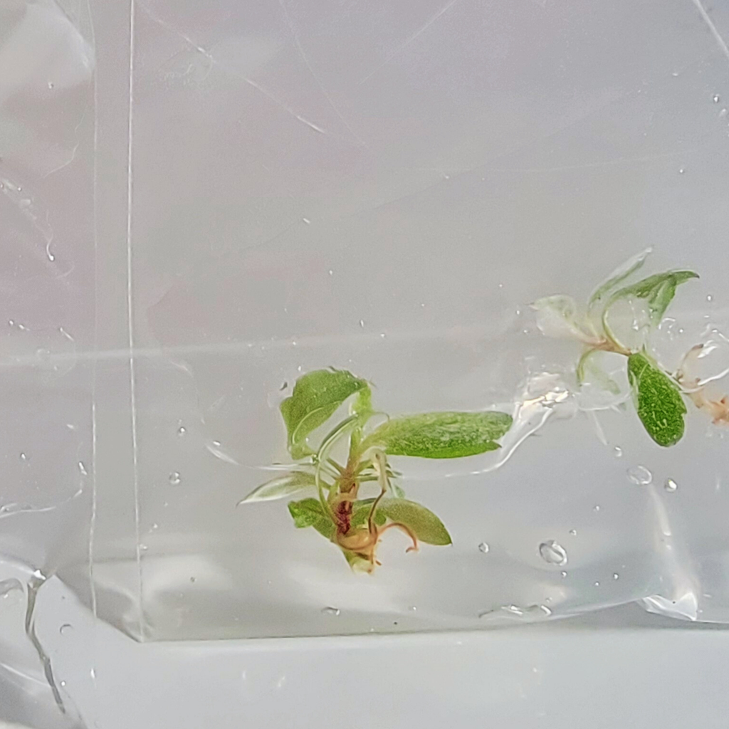 Small tissue culture plant with green and variegated leaves in a clear plastic bag.