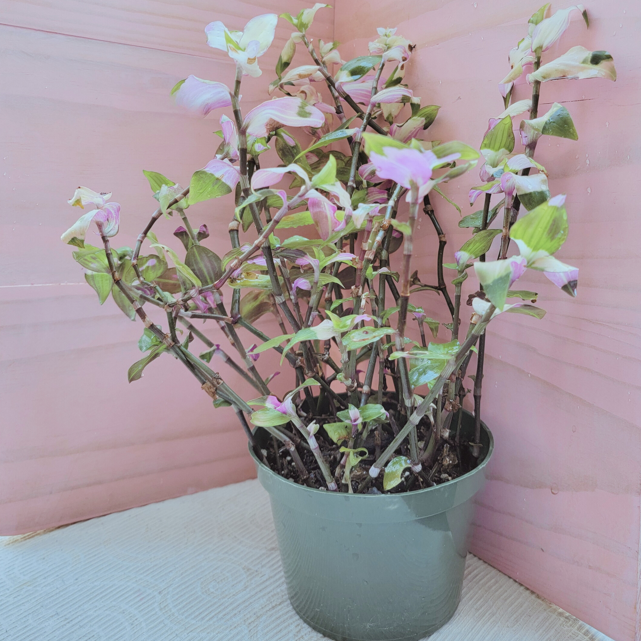 Potted plant with pink and green leaves against a pink wall