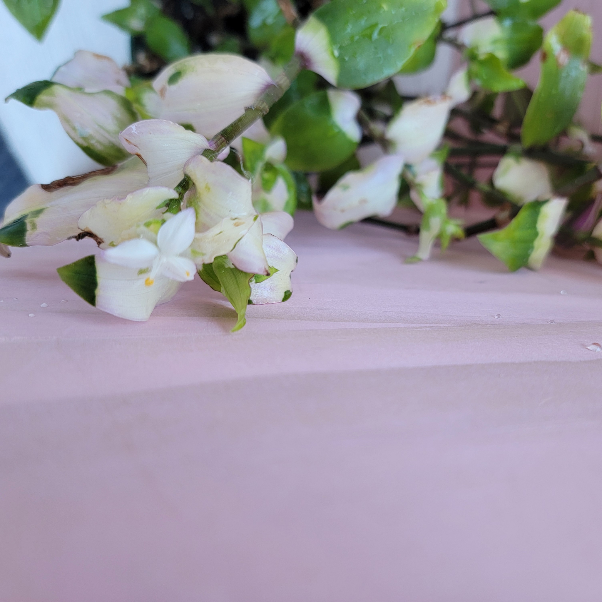 Close-up of white flowers with green leaves on a blurred background