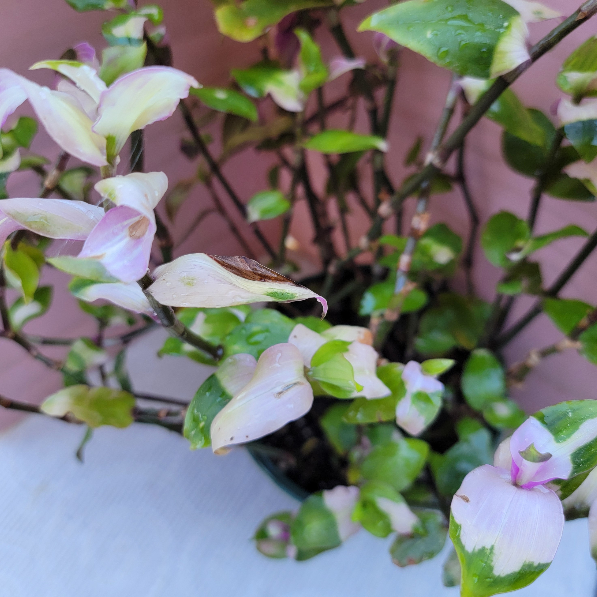 Small potted plant with green and pink leaves on a light background